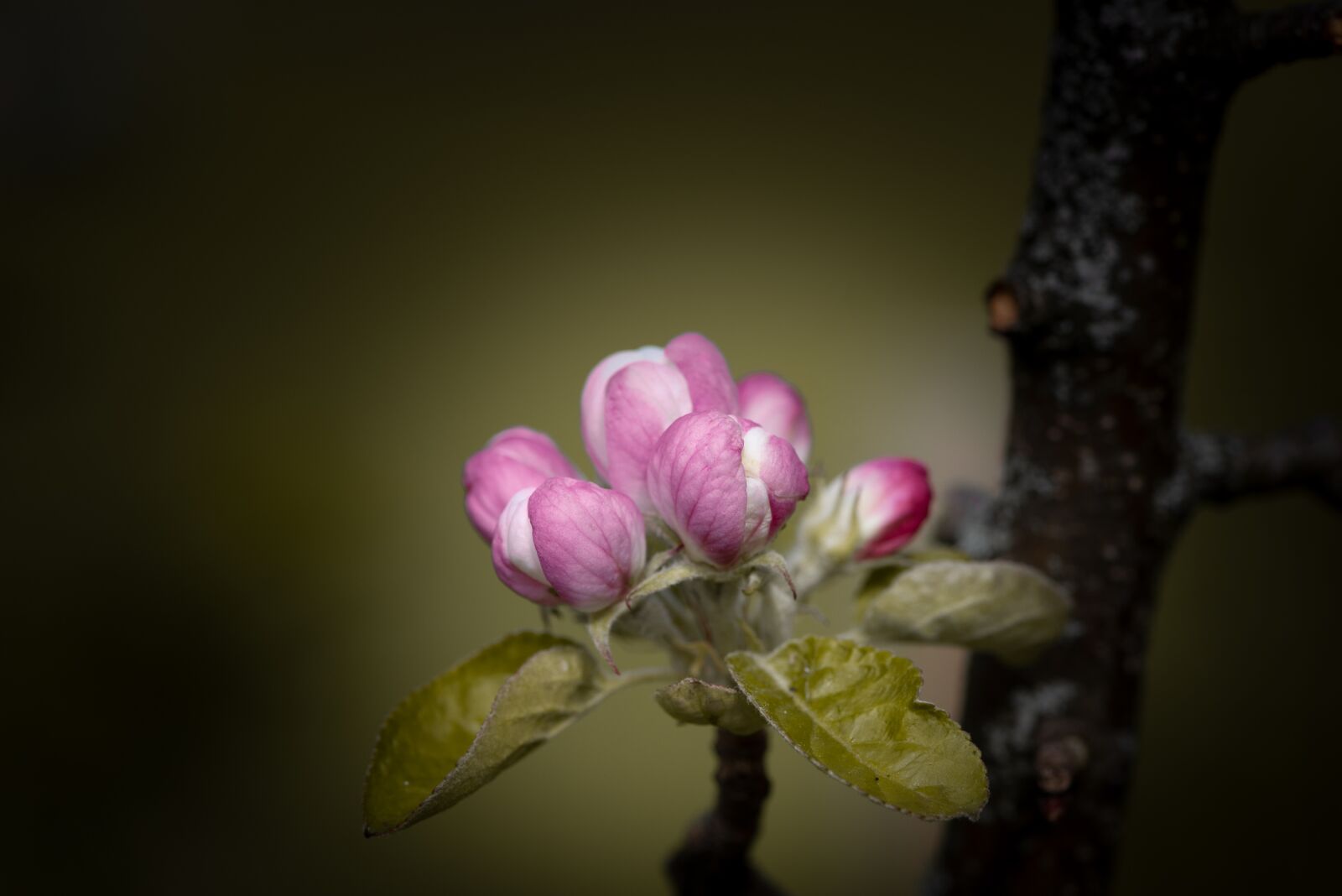 Nikon D750 sample photo. Flowers, branch, apple tree photography