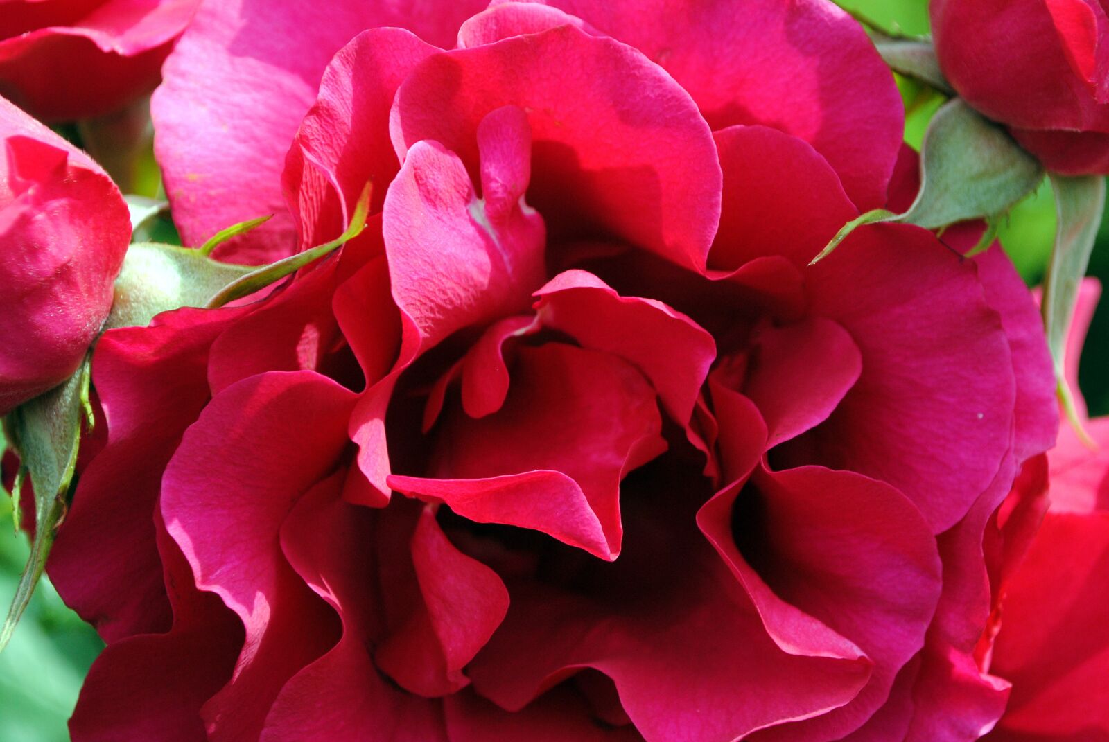 Nikon D3000 sample photo. Rose, petals, red rose photography