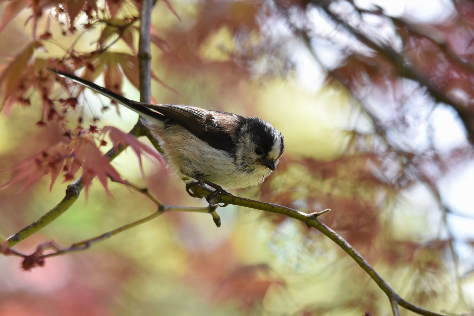 Nikon D7200 sample photo. Animal, forest, wood photography