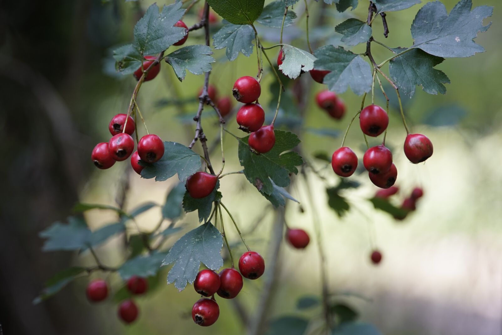 Sony a7R II + Sony E PZ 18-105mm F4 G OSS sample photo. Crataegus, hawthorn, red photography