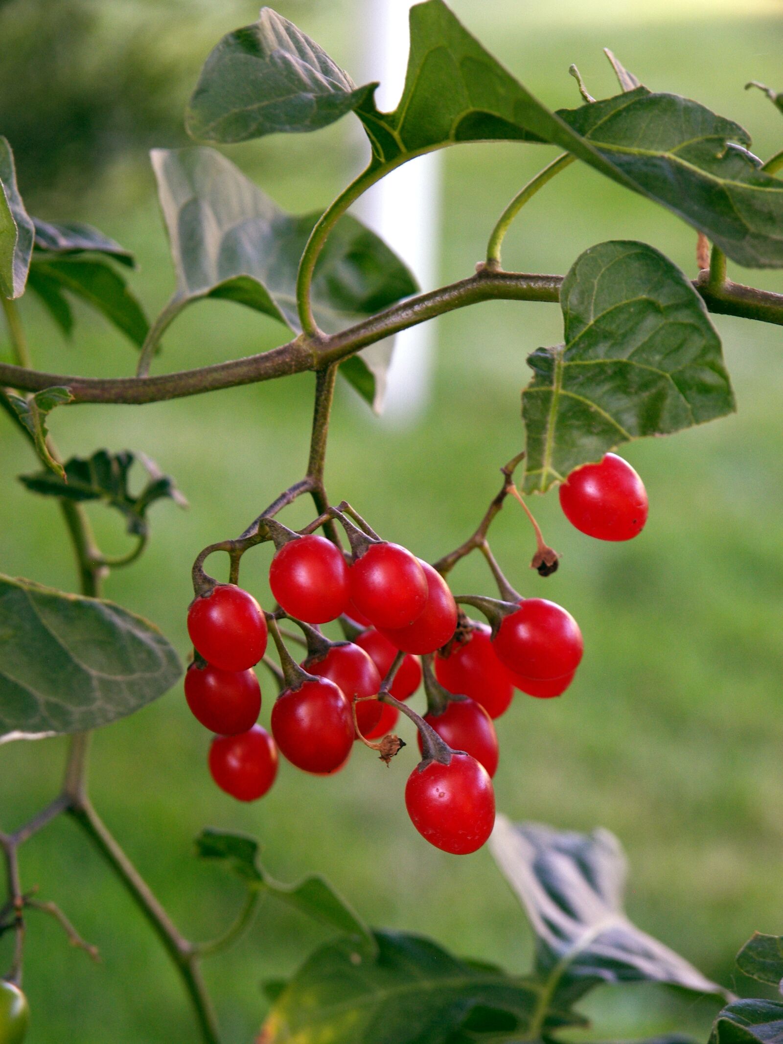 Kodak P880 ZOOM DIGITAL CAMERA sample photo. Berries, red, red-berries photography
