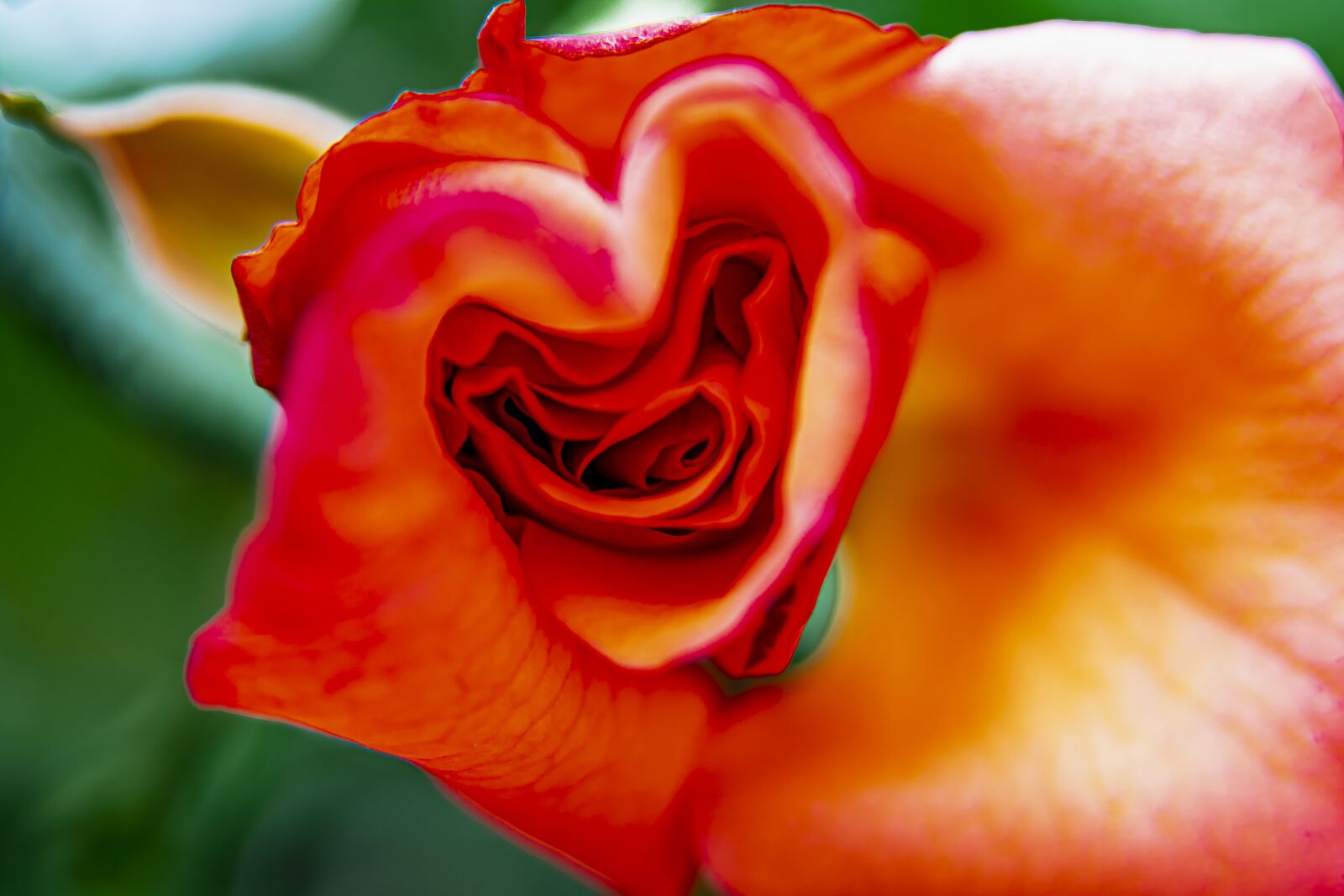 Nikon D7500 sample photo. Flower, pink, nature photography