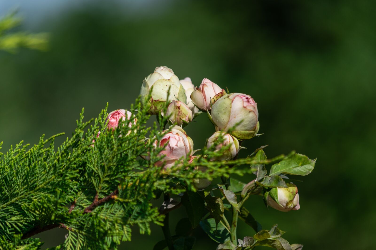 Nikon D3300 sample photo. Flower, garden, flowers photography