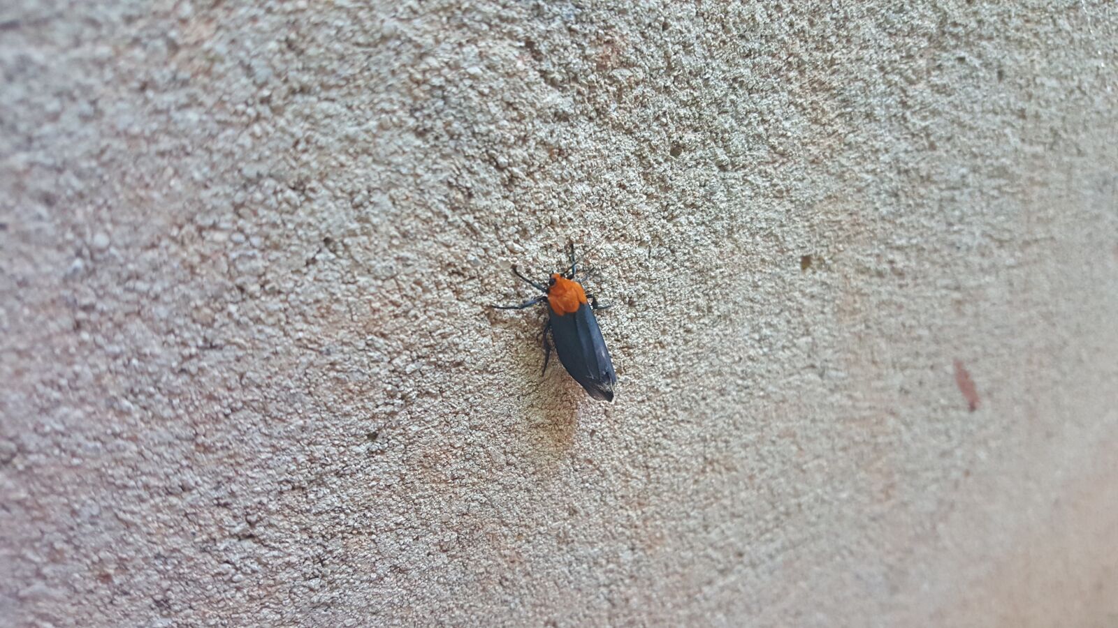 Samsung Galaxy S6 sample photo. Insect, animal, nature photography