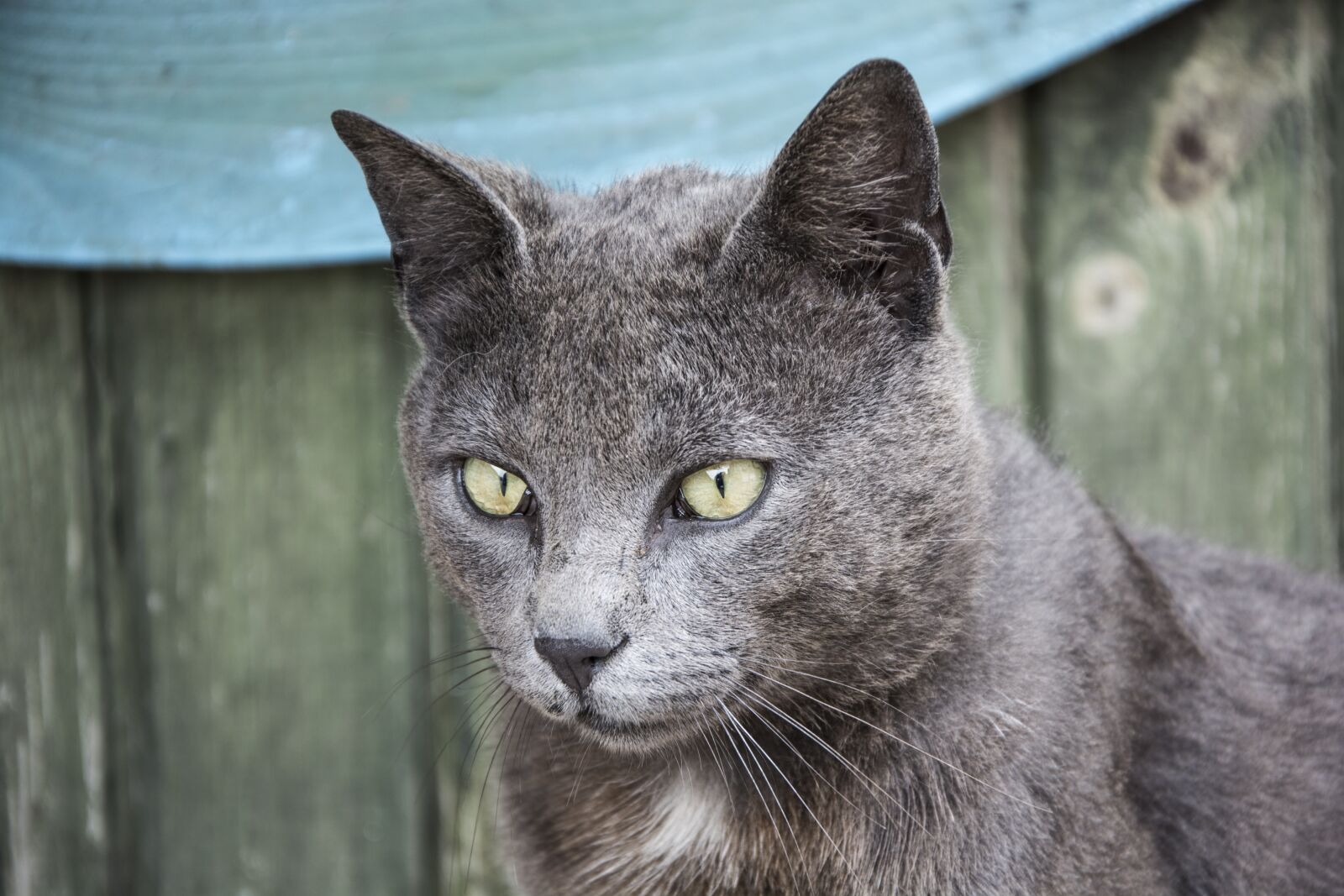 Nikon D5200 sample photo. Animals, cat, mammals photography