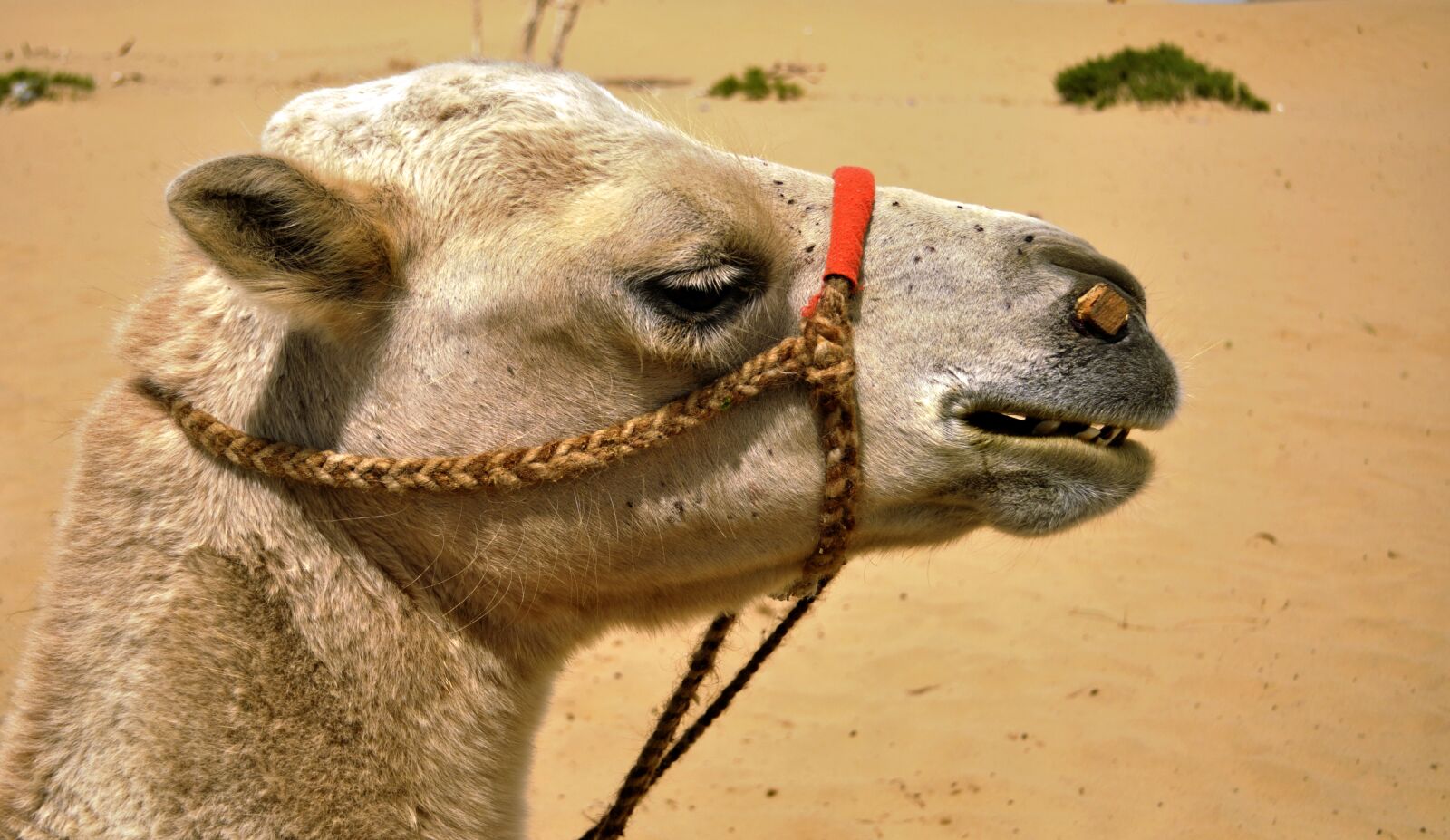 Nikon D90 sample photo. Camel, bactrian, bactrian camel photography
