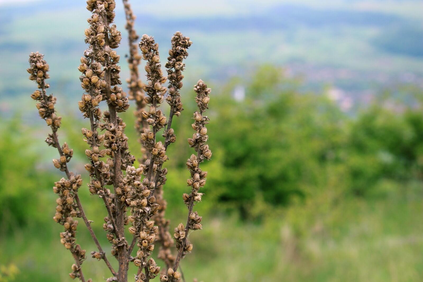 Canon EOS 100D (EOS Rebel SL1 / EOS Kiss X7) sample photo. Dry plant, nature, plant photography