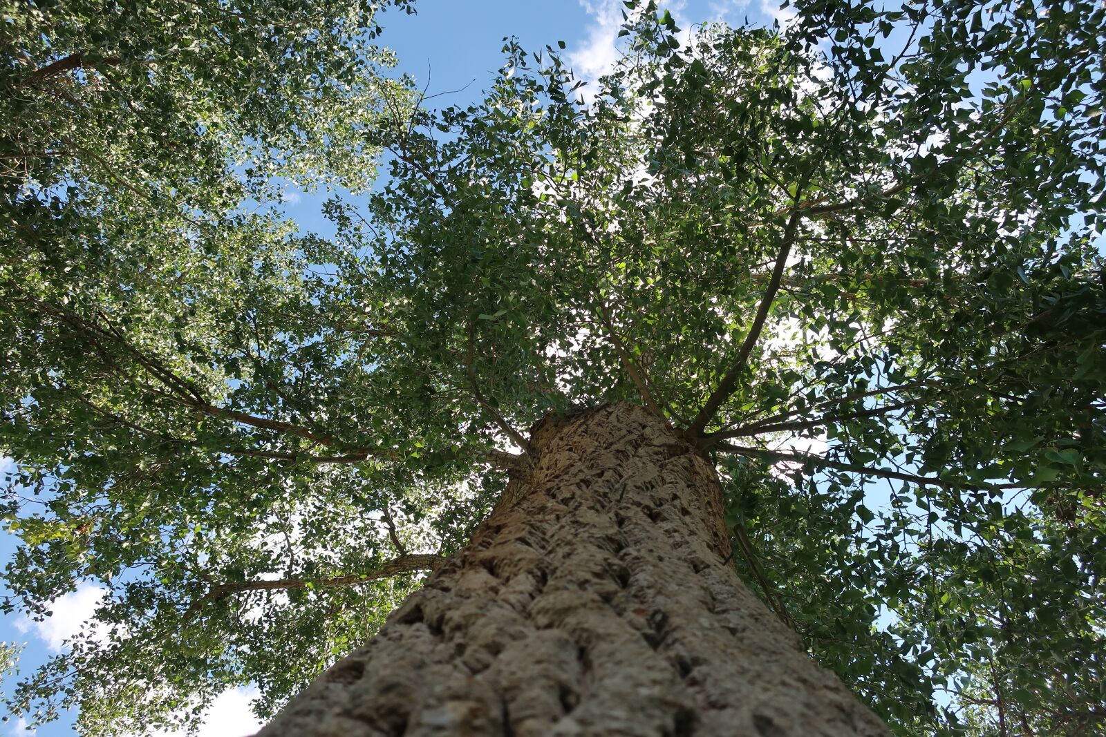 Canon PowerShot G9 X Mark II sample photo. Tree, park, sky photography