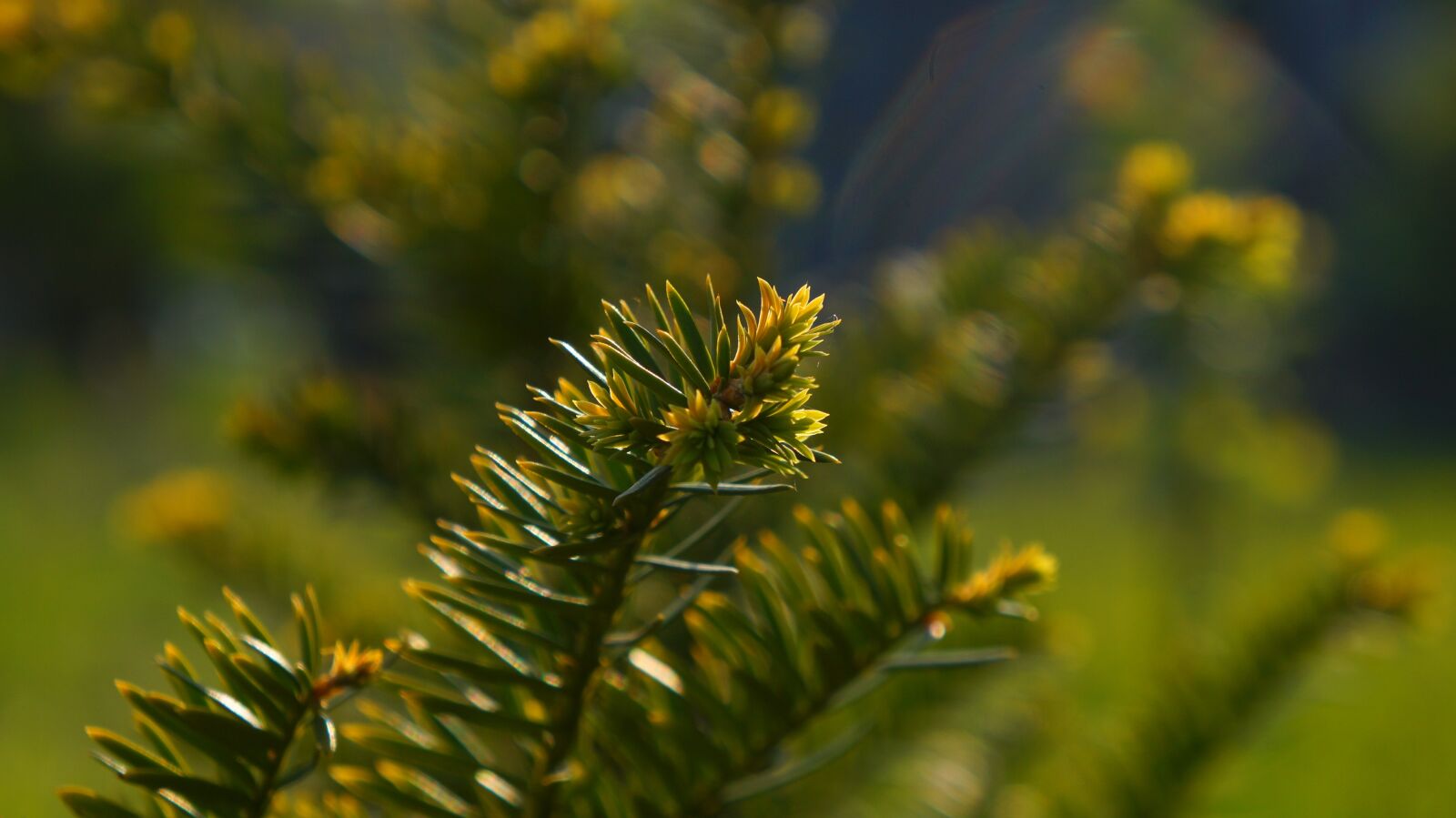 Sony Alpha a3000 + Sony E 18-55mm F3.5-5.6 OSS sample photo. Nature, plants, green photography