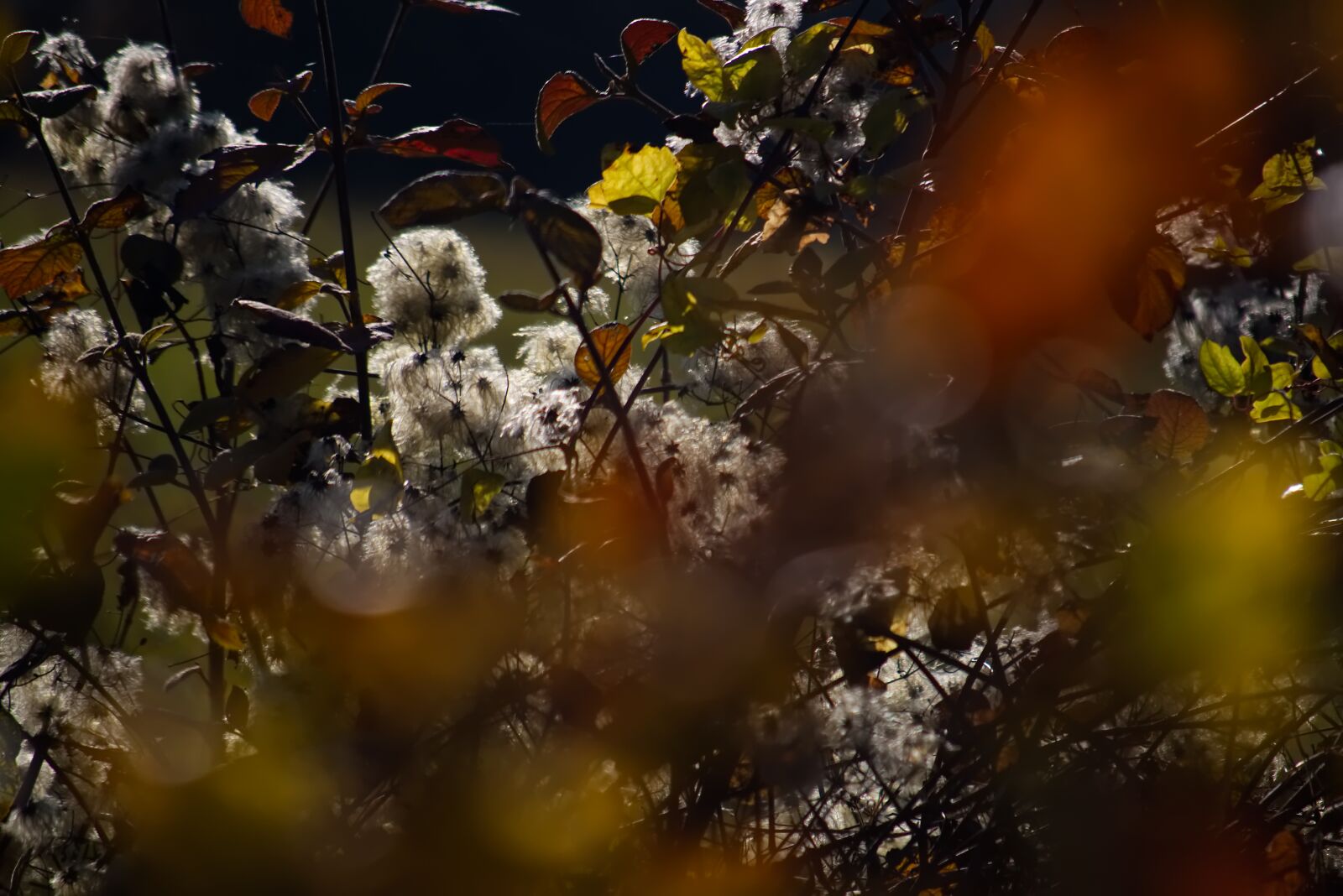 Nikon D5500 sample photo. Autumn, plant, nature photography