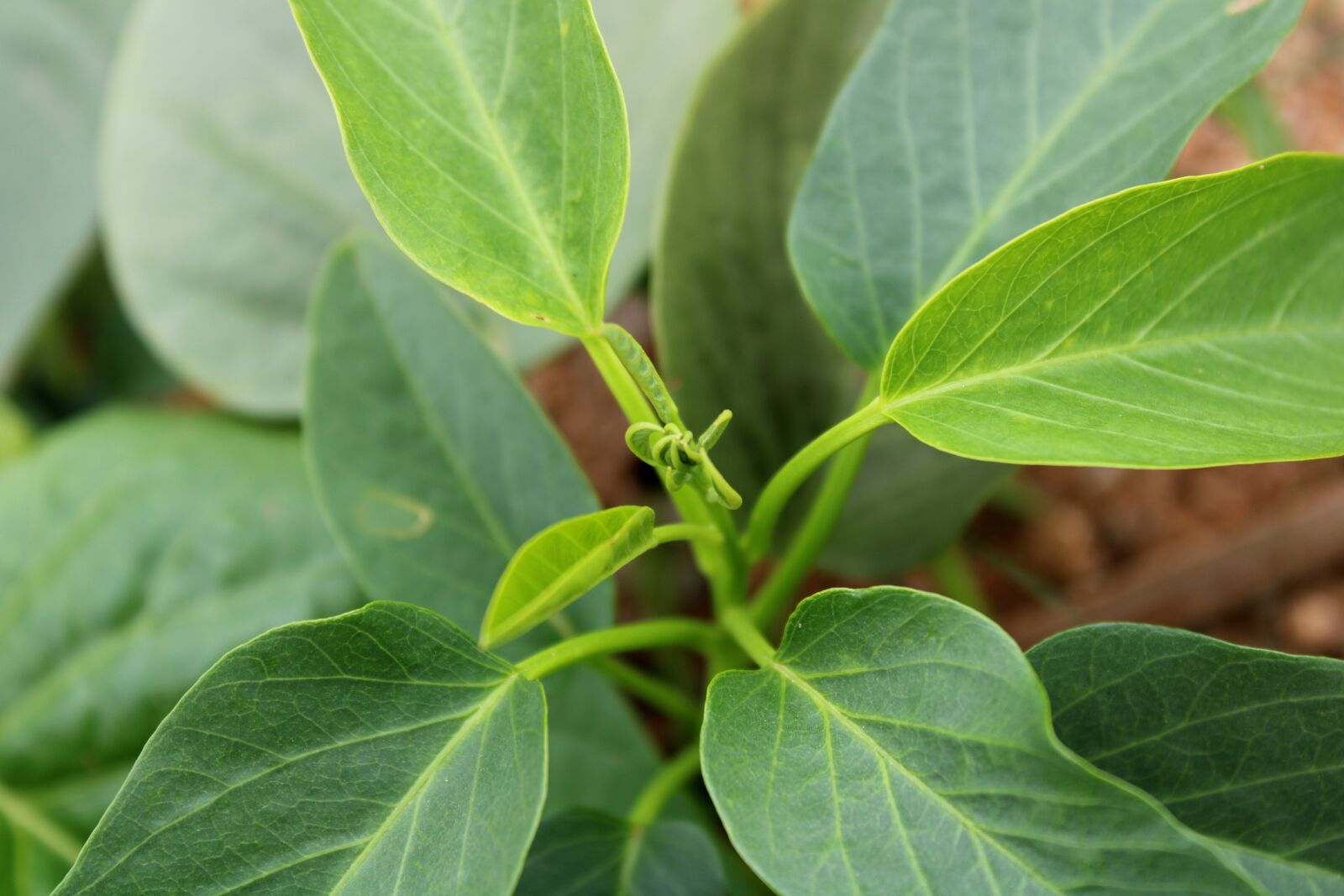 Canon EOS 2000D (EOS Rebel T7 / EOS Kiss X90 / EOS 1500D) sample photo. The wild vine leaves photography