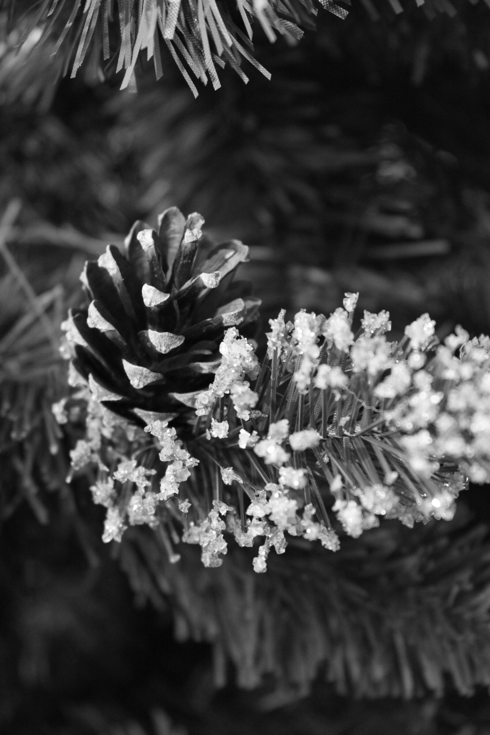 Canon EOS 500D (EOS Rebel T1i / EOS Kiss X3) sample photo. Sapling, cone, christmas photography