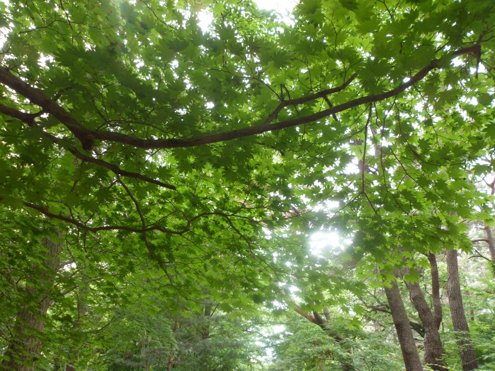 Samsung PL120,PL121 / VLUU PL120,PL121 sample photo. Tree, branch, nature photography