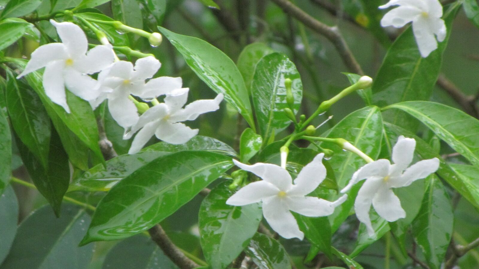 Canon PowerShot SX30 IS sample photo. White flower, nature, ga photography