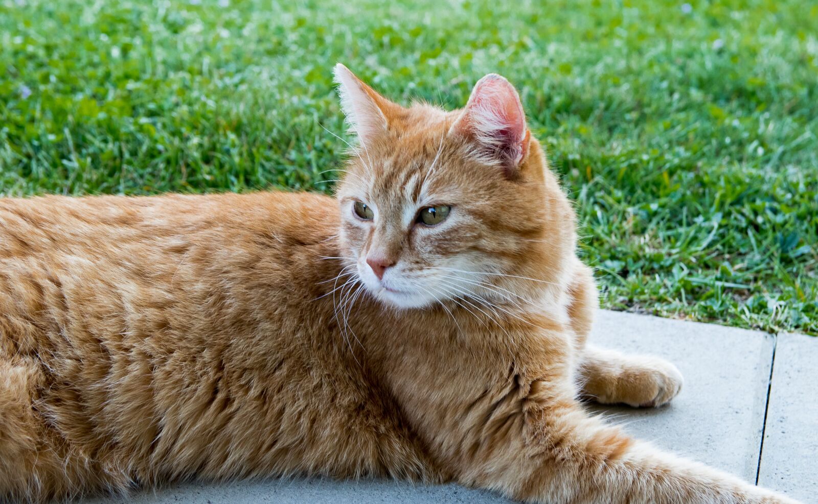 Canon EOS 80D sample photo. Cat, domestic cat, animal photography