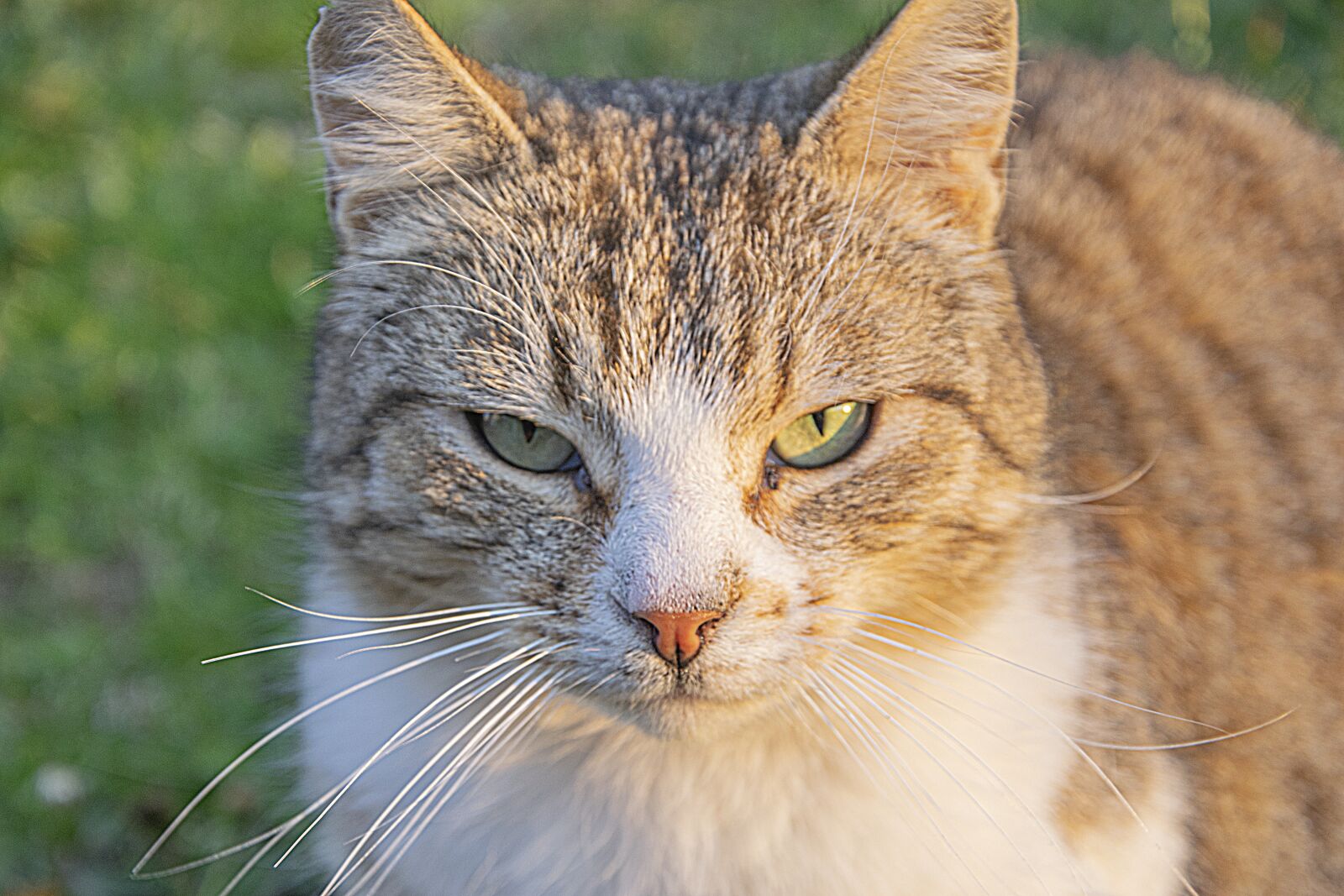 Nikon D3300 sample photo. Kitten, cat, cute photography