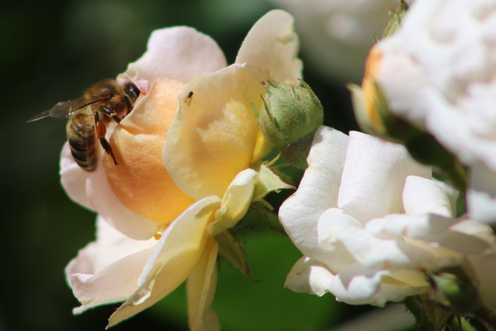 Canon EOS 700D (EOS Rebel T5i / EOS Kiss X7i) sample photo. Bee, rose, flower photography