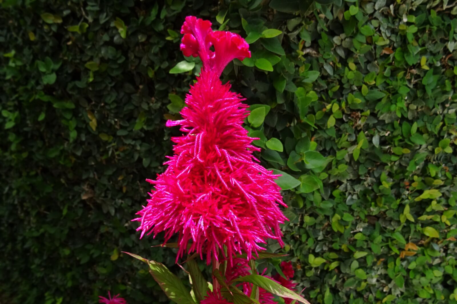 Sony DSC-HX60V sample photo. Cockscomb, flower, flora photography