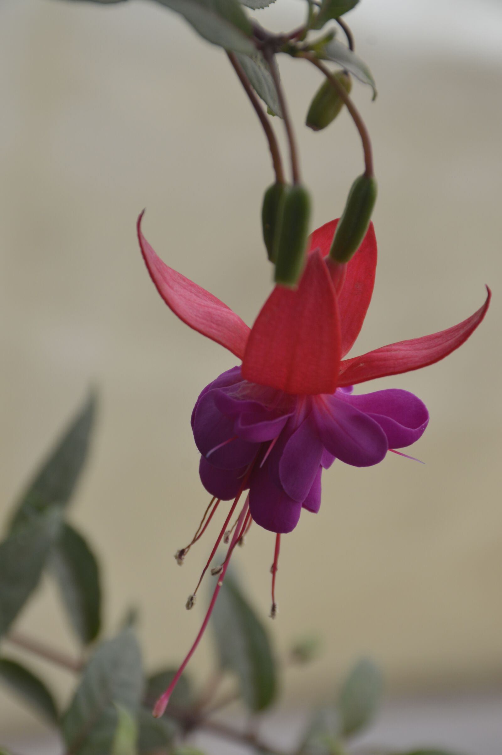 Nikon D3200 sample photo. Flor, primavera, planta zarcillo photography