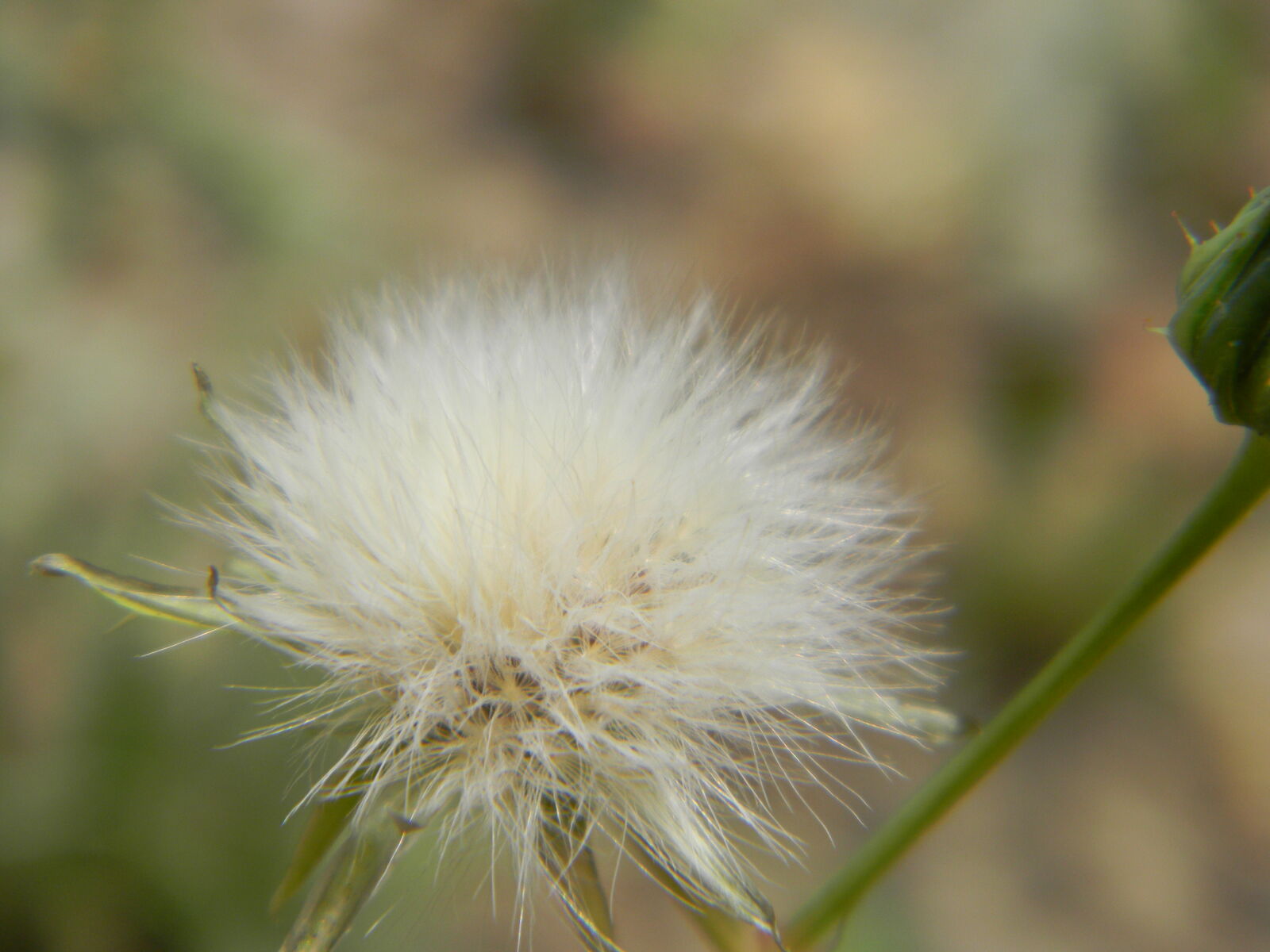 Nikon Coolpix L110 sample photo. Faded, flower, fluffy photography