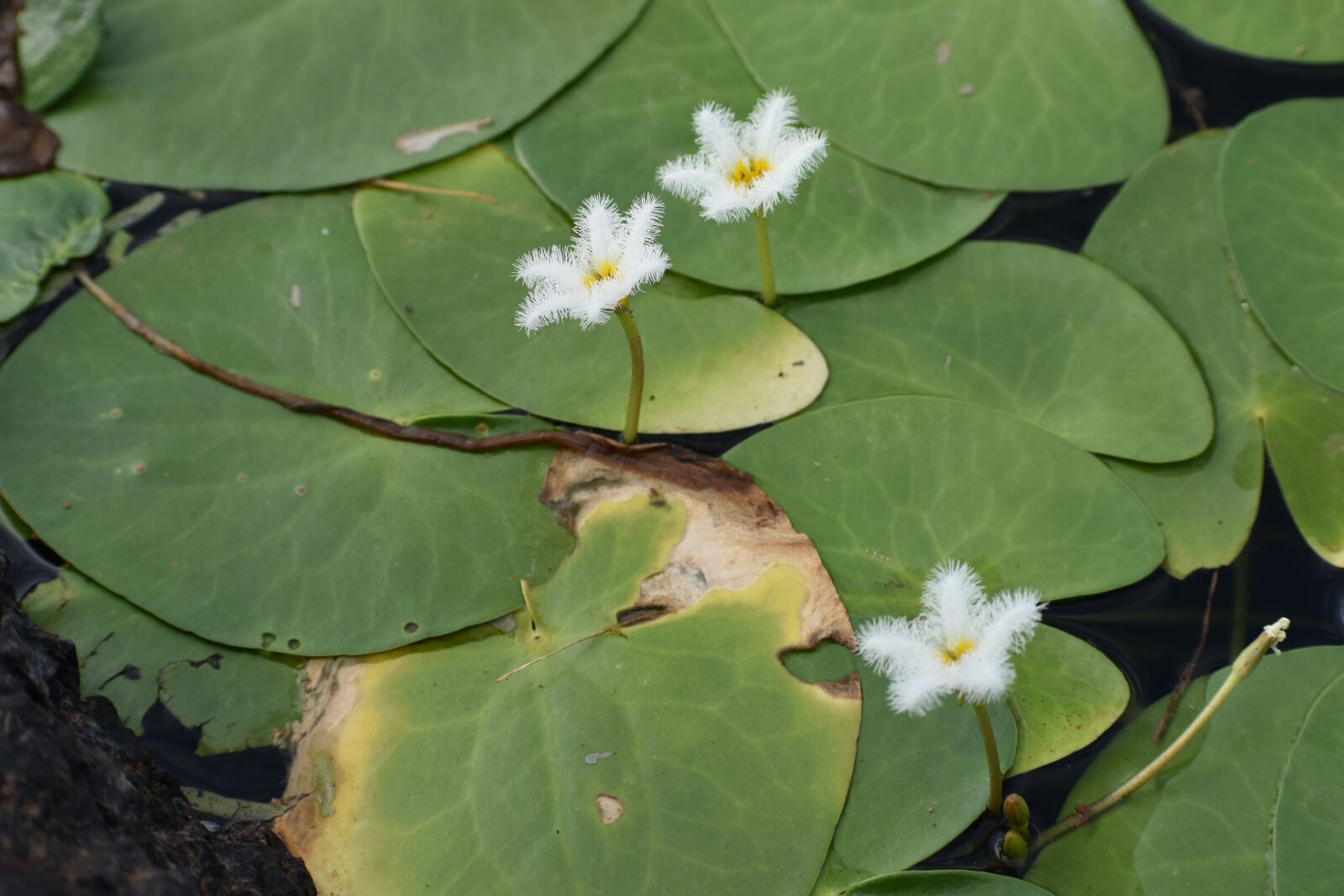 Nikon D3400 sample photo. White lotus, flower in photography