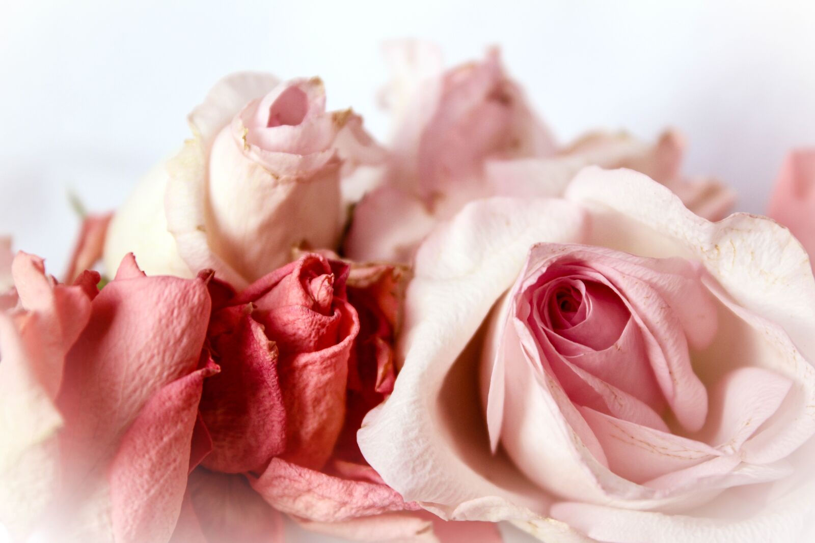 Canon EOS 600D (Rebel EOS T3i / EOS Kiss X5) sample photo. Roses, nostalgic, playful photography