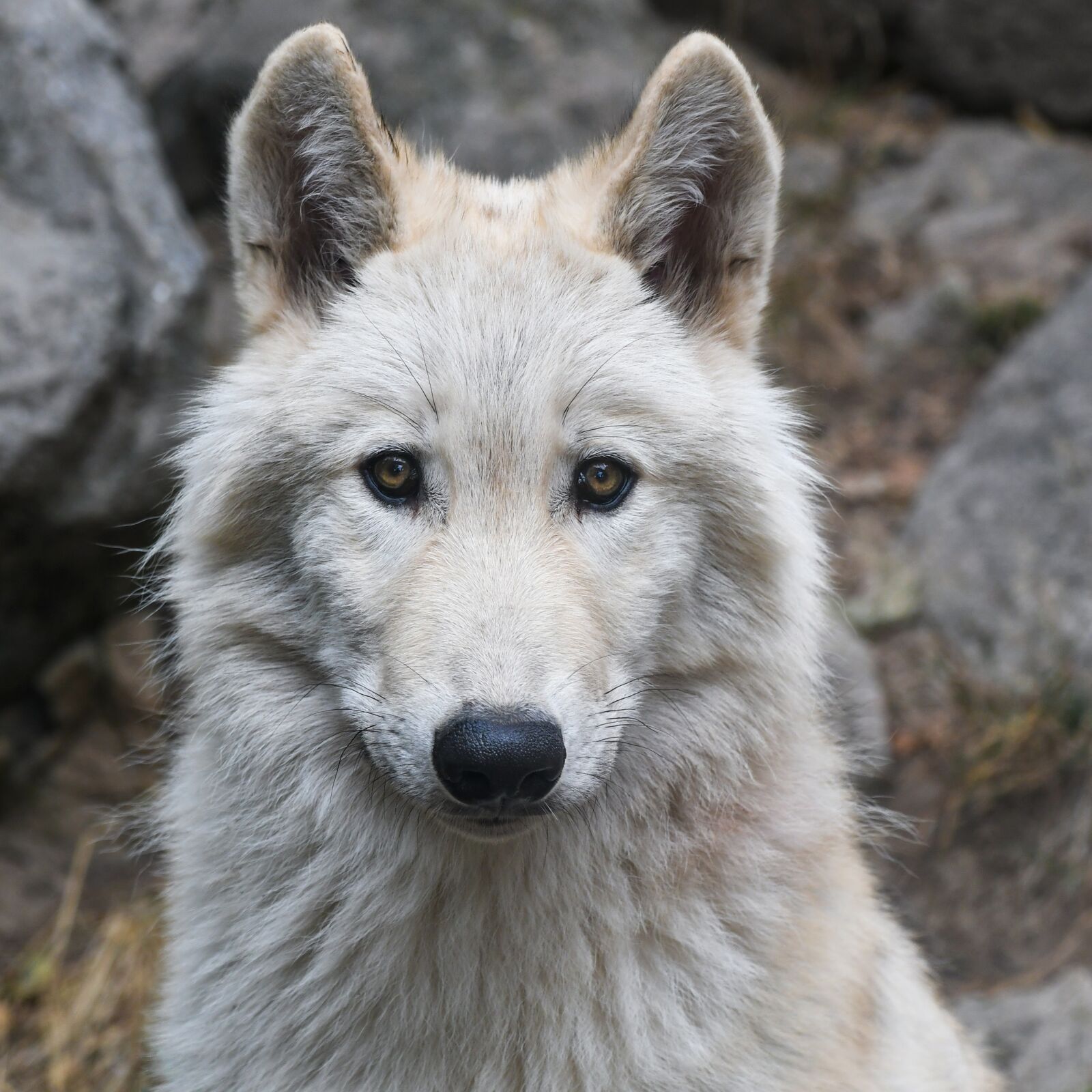 Nikon D500 sample photo. Wolf, portrait, predator photography