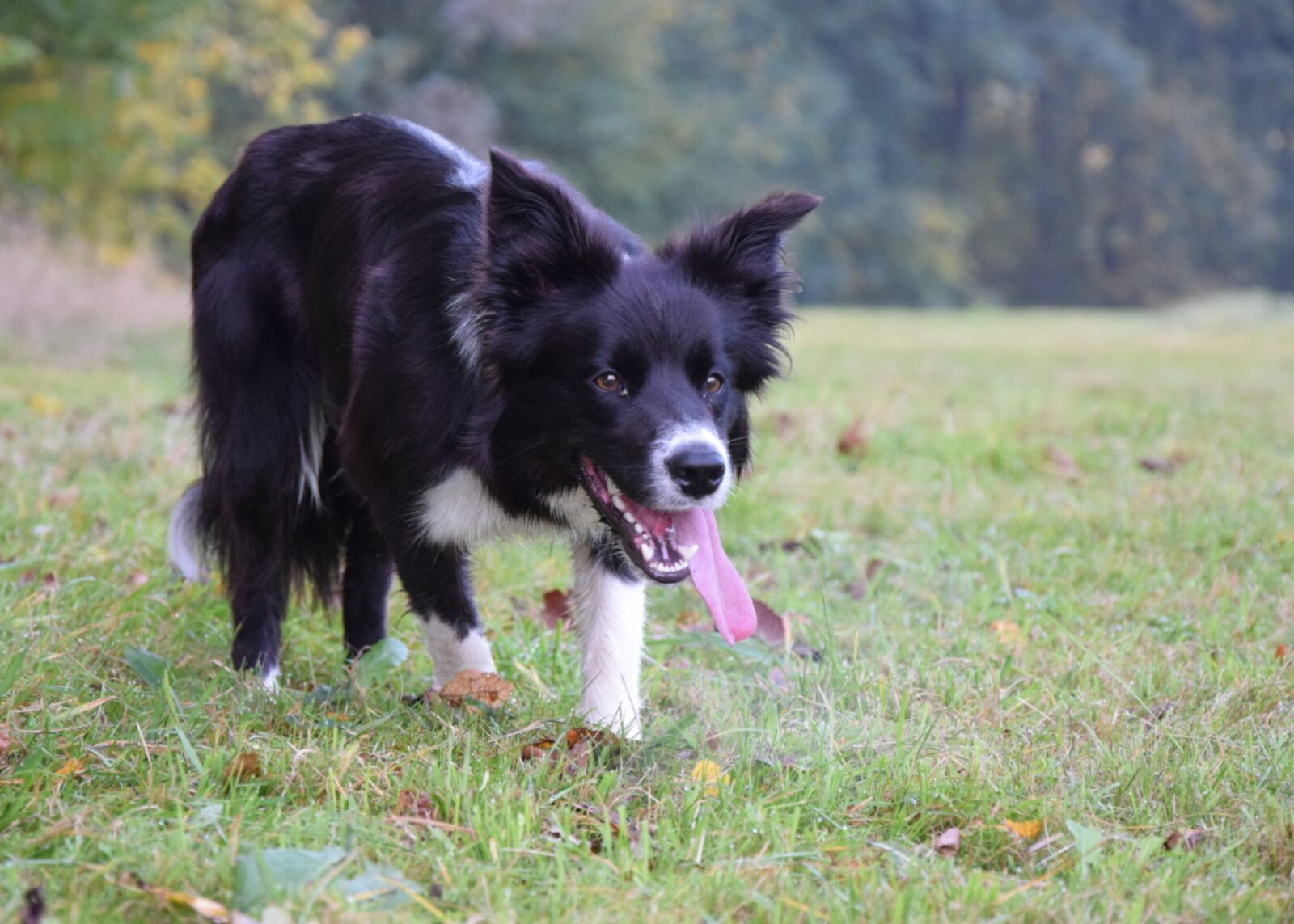 Nikon D5300 sample photo. Border collie, border, herding photography