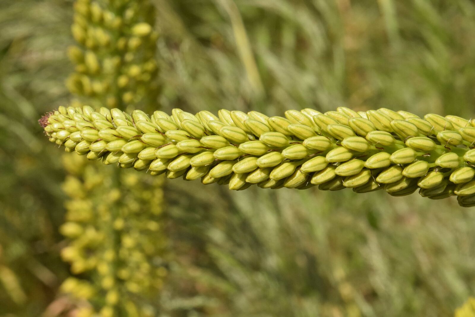 Nikon D3300 sample photo. Nature, flora, field, summer photography