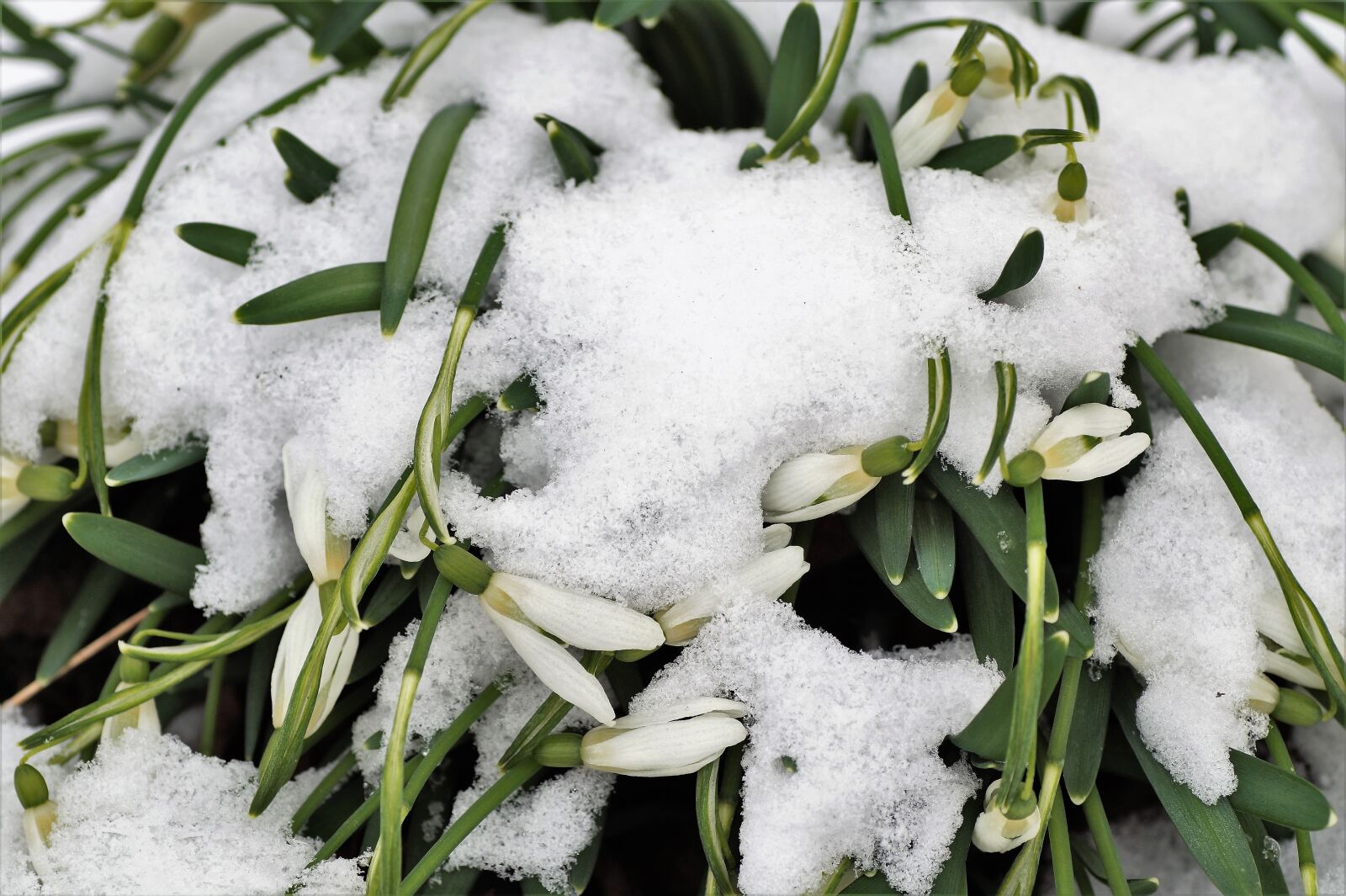 Sony SLT-A58 sample photo. Snowdrops, under the snow photography