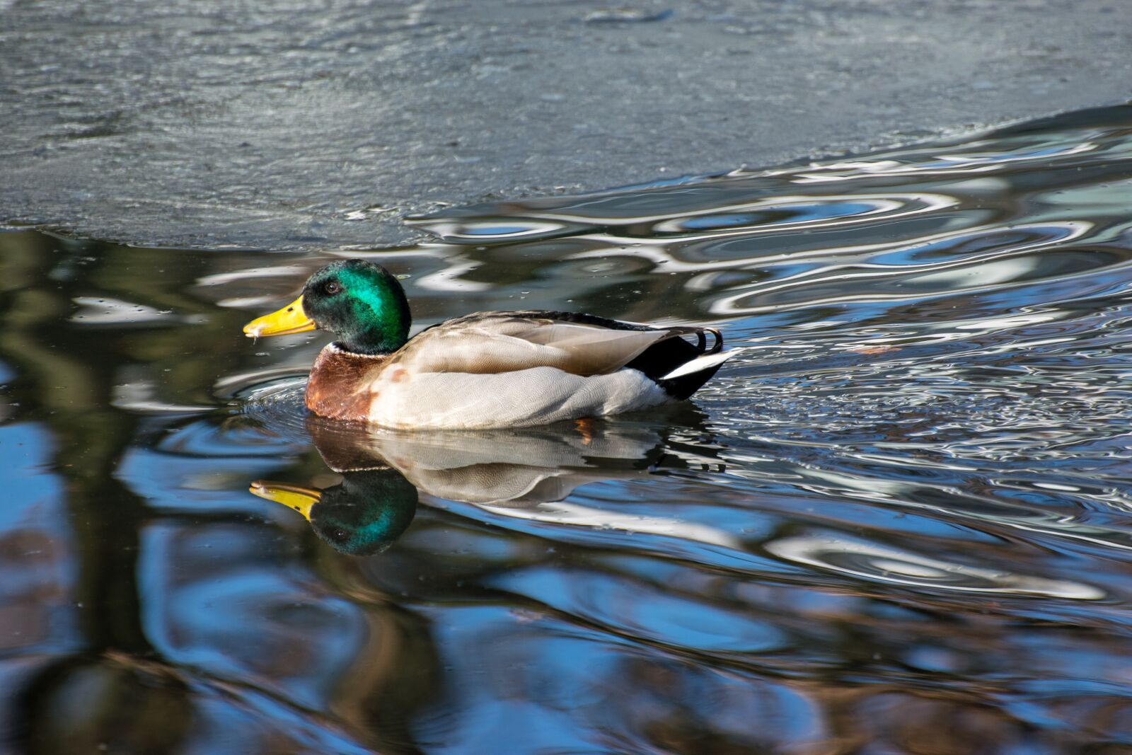 Nikon D5300 sample photo. Duck, drake, bird photography