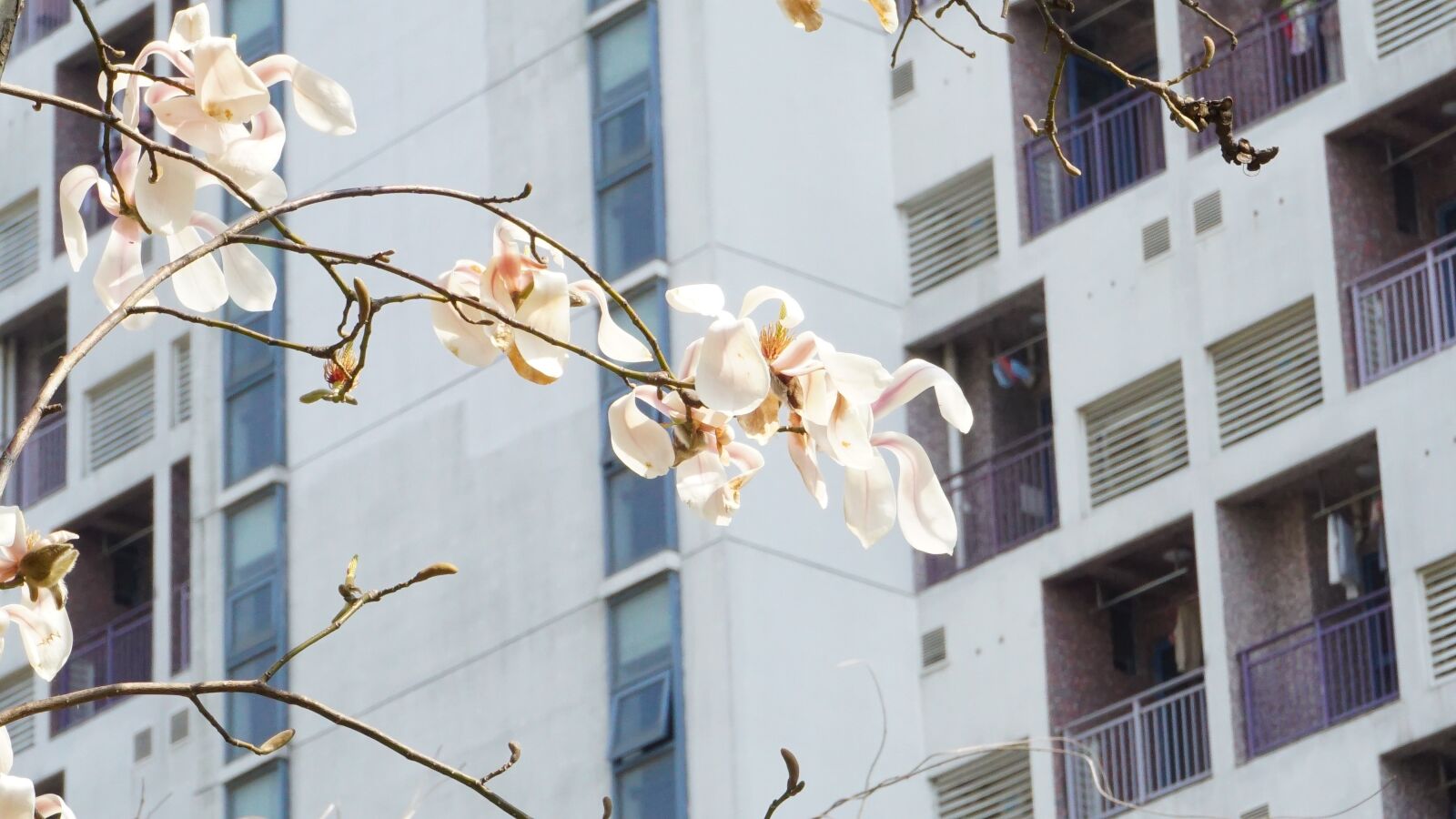 Sony a6000 sample photo. Spring, flowers, natural photography