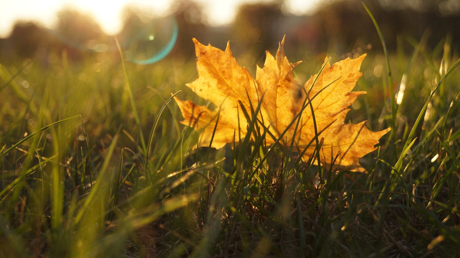 Sony DT 18-55mm F3.5-5.6 SAM II sample photo. Leaf, nature, foliage photography