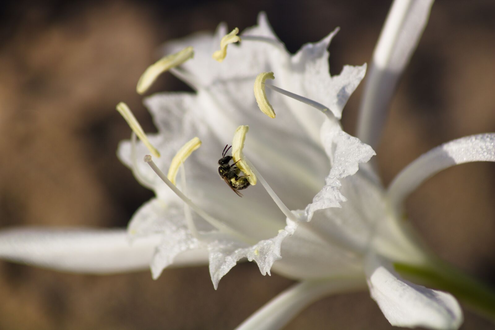 Canon EOS 750D (EOS Rebel T6i / EOS Kiss X8i) sample photo. Flower, bee, pollen photography