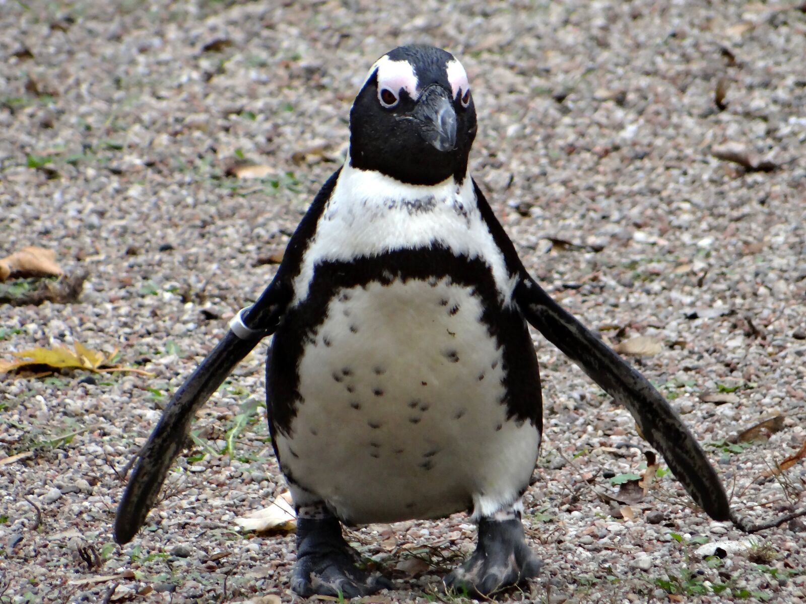 Sony DSC-HX200V sample photo. Penguin przyl dkowy, bird photography