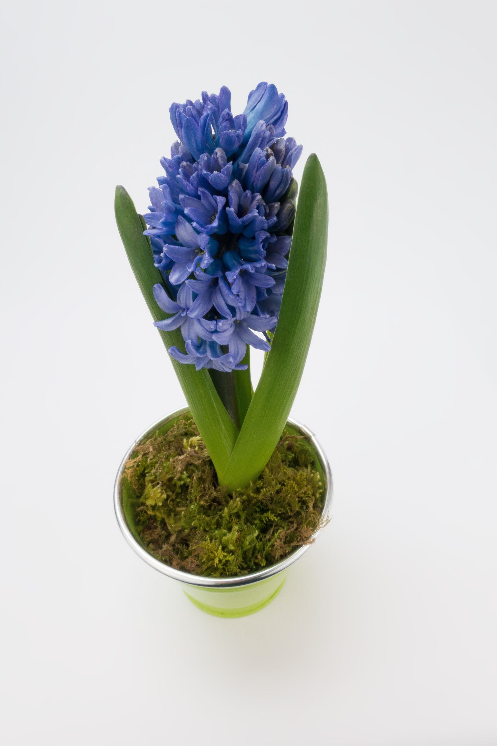 Sony Cyber-shot DSC-RX100 III sample photo. Hyacinth, hyacinthus orientalis, asparagaceae photography