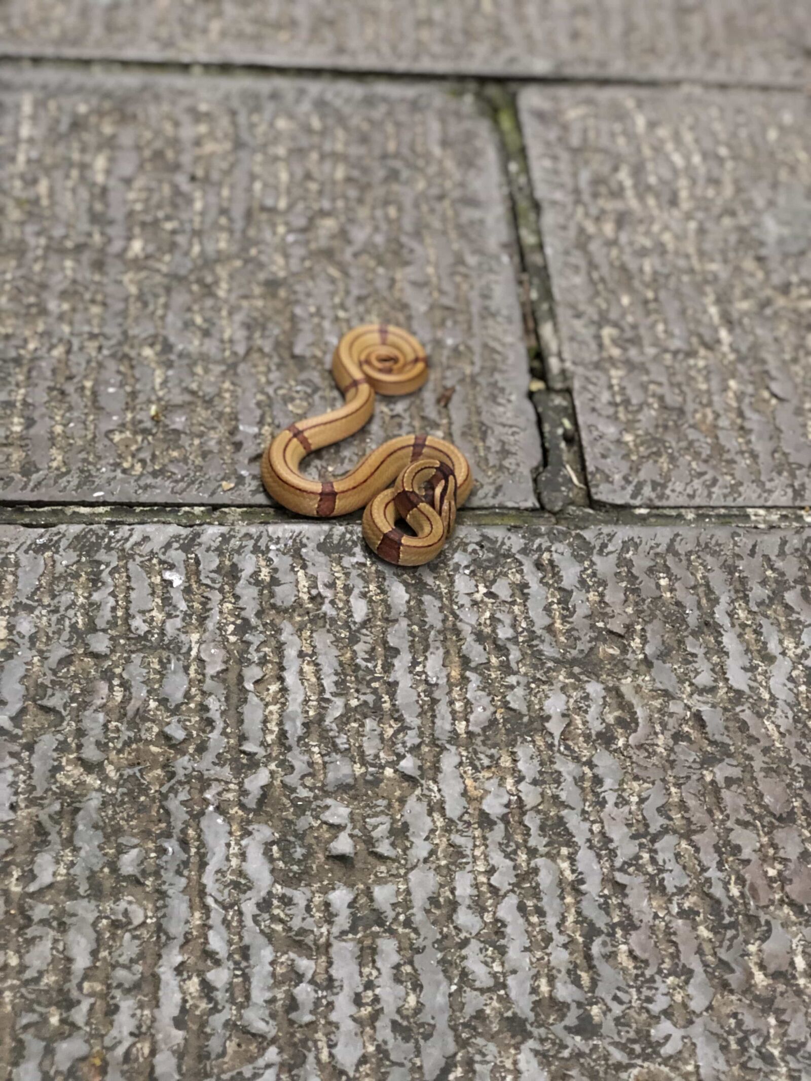 iPhone X back dual camera 6mm f/2.4 sample photo. Animal, light brown, miniature photography
