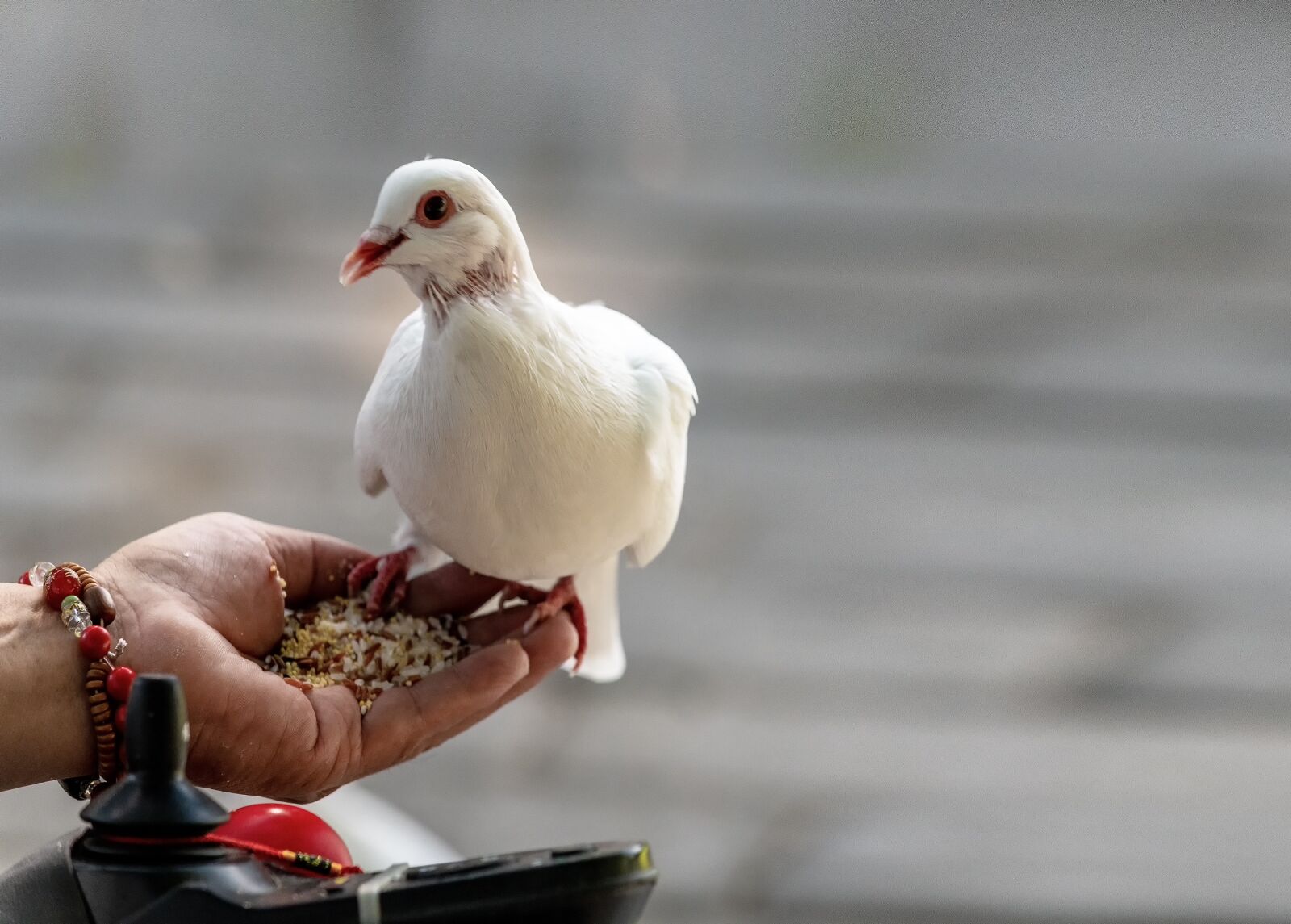 Nikon D850 sample photo. Hand, dove, bird photography