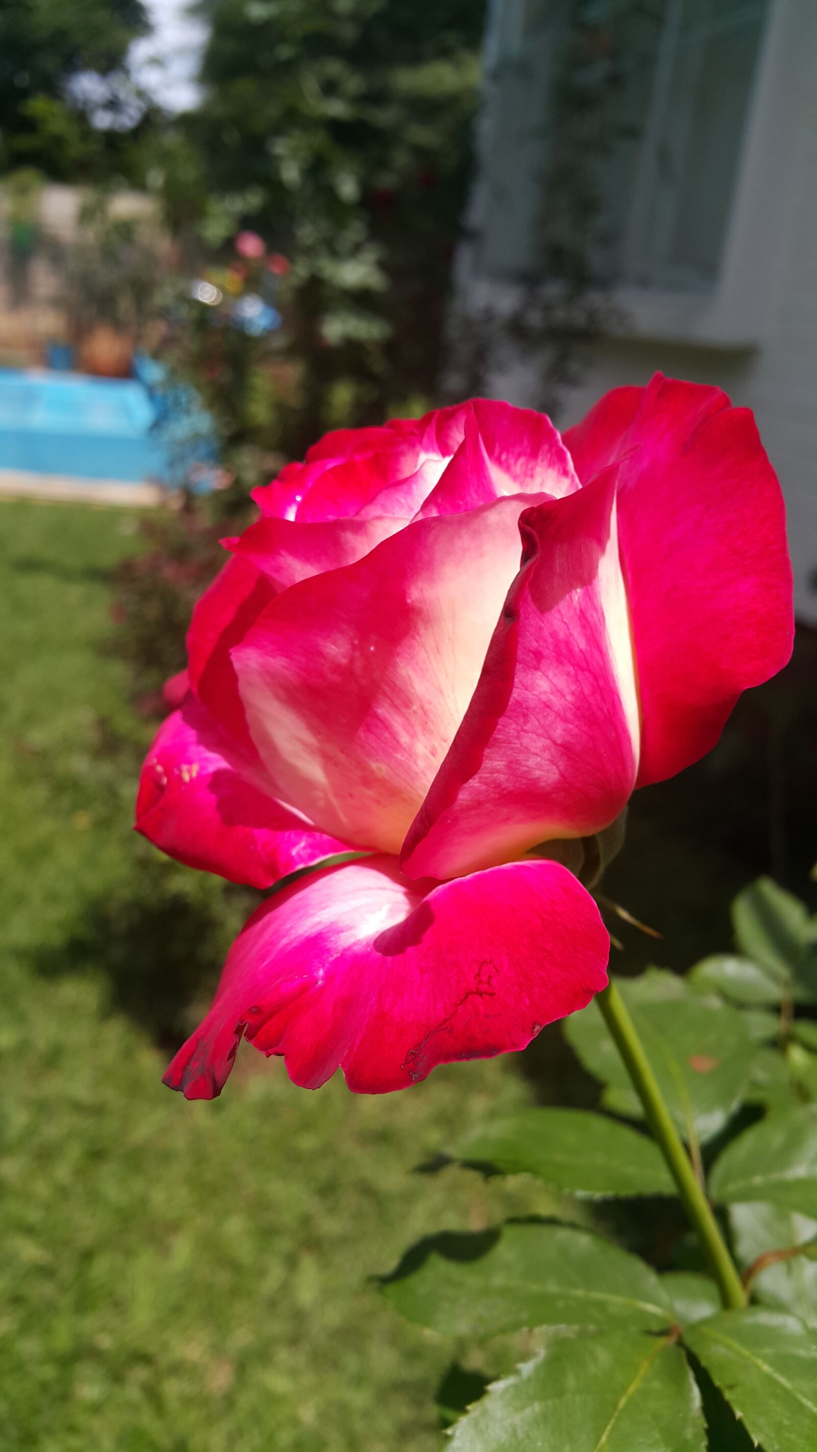 Samsung Galaxy Note4 sample photo. Double delight, flower, rose photography