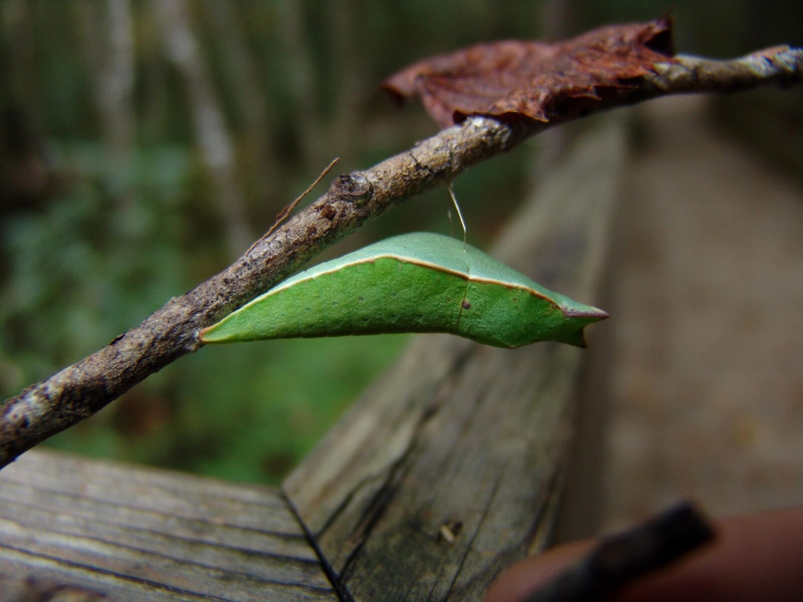 Sony DSC-F828 sample photo. Leaf, insect, moth, palamedes photography