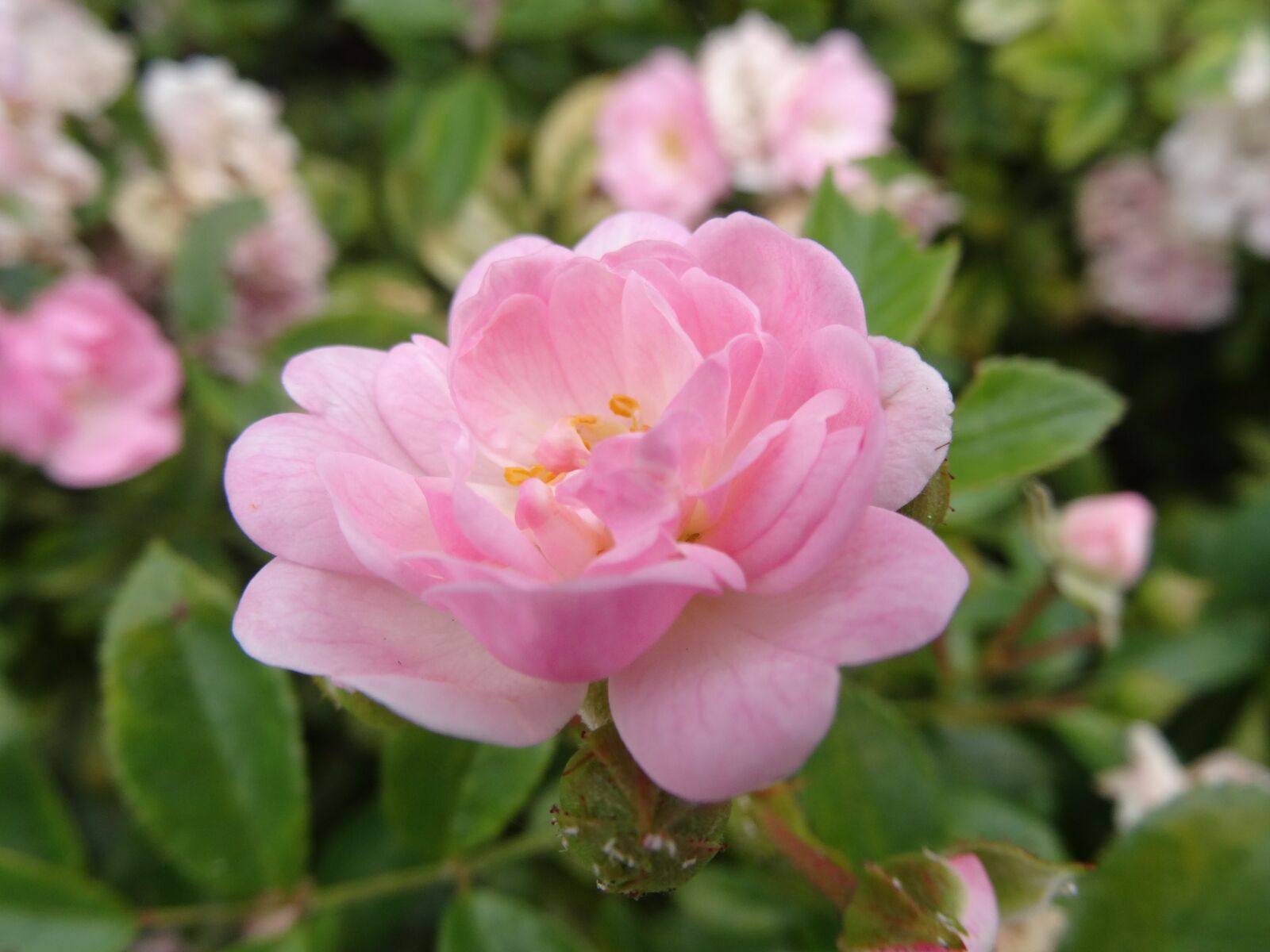 Sony Cyber-shot DSC-HX50V sample photo. Summer, flowers, pink flower photography
