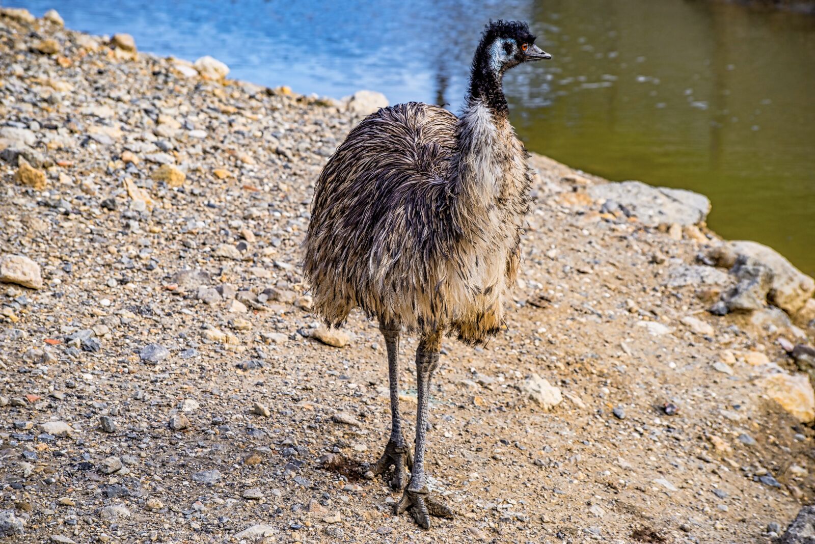 Pentax K-1 Mark II + Sigma sample photo. Emu, bird, animal photography