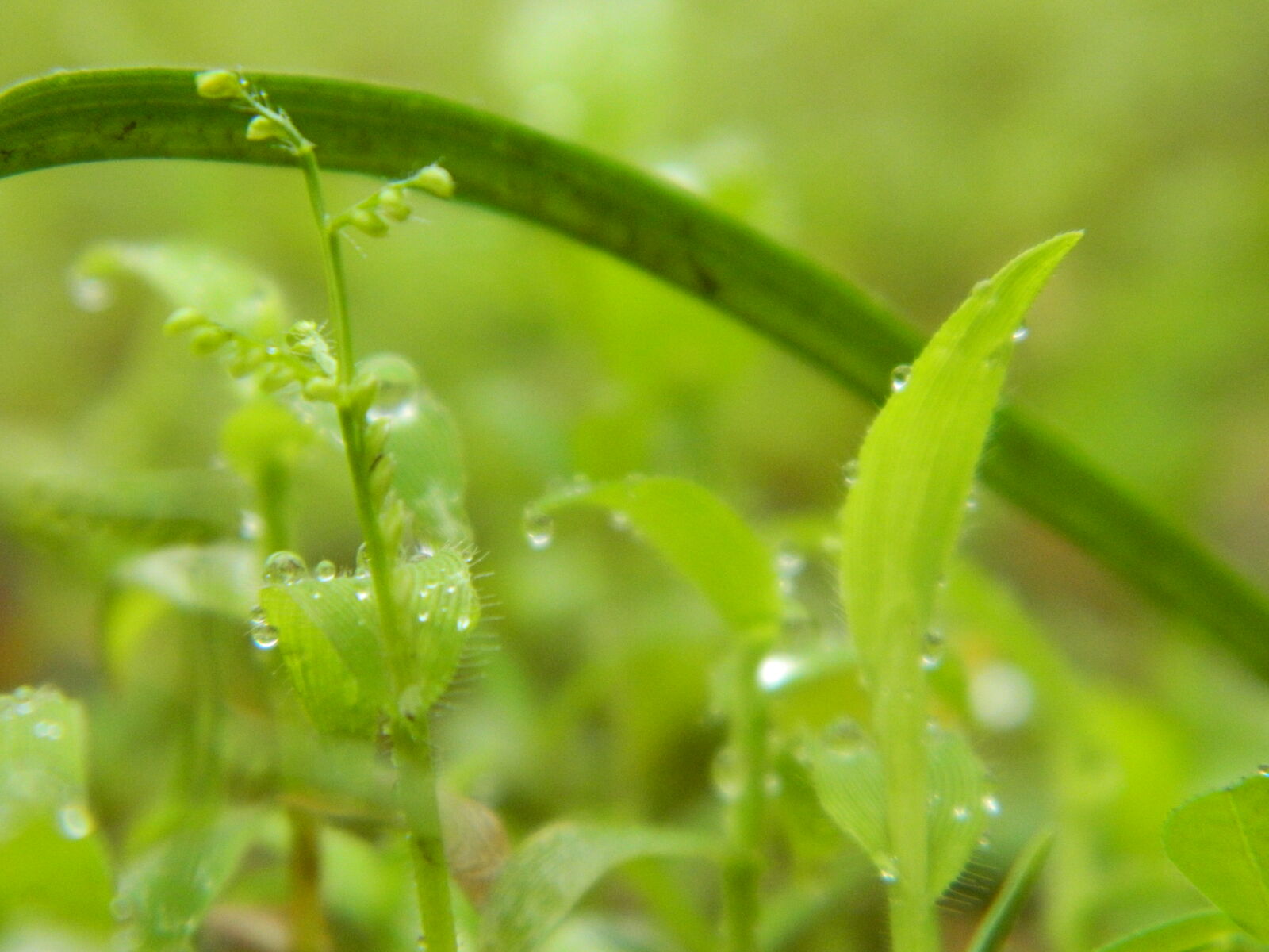 Nikon Coolpix L120 sample photo. Nature, wallpaper, plant, small photography