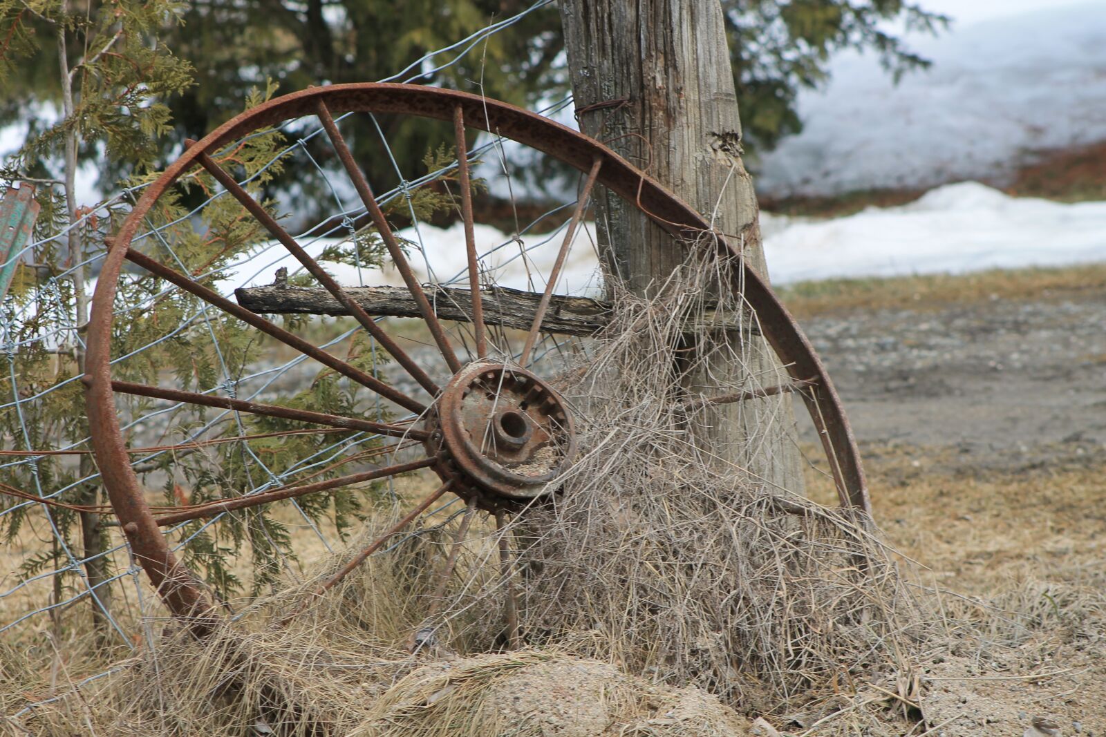 Canon EOS 1100D (EOS Rebel T3 / EOS Kiss X50) sample photo. Wheel, field, old photography