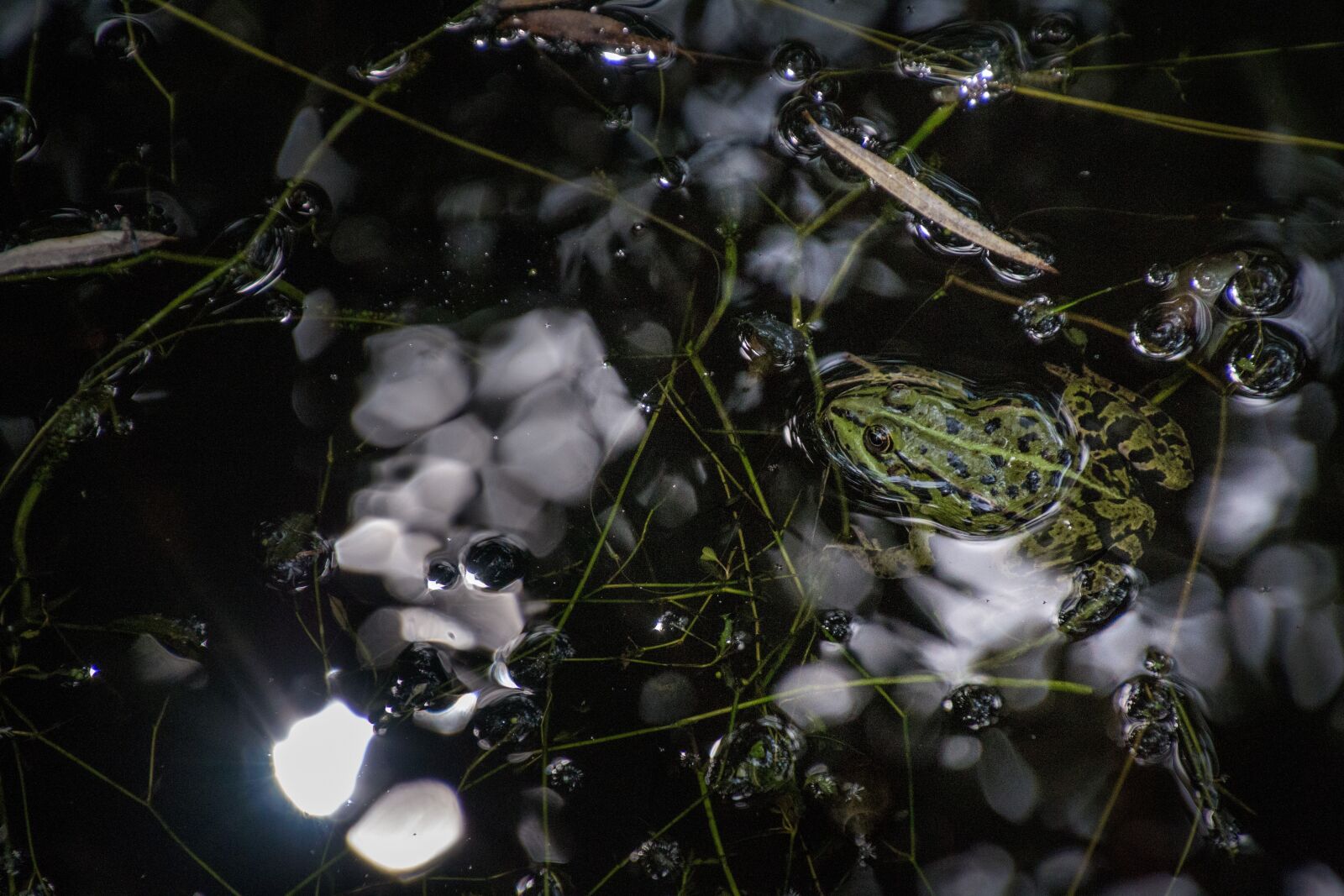 Canon EOS 70D + Tamron 16-300mm F3.5-6.3 Di II VC PZD Macro sample photo. Frog, water, mirroring photography