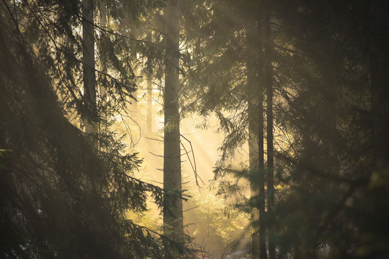 Nikon D750 sample photo. Forest, the sun, fir photography