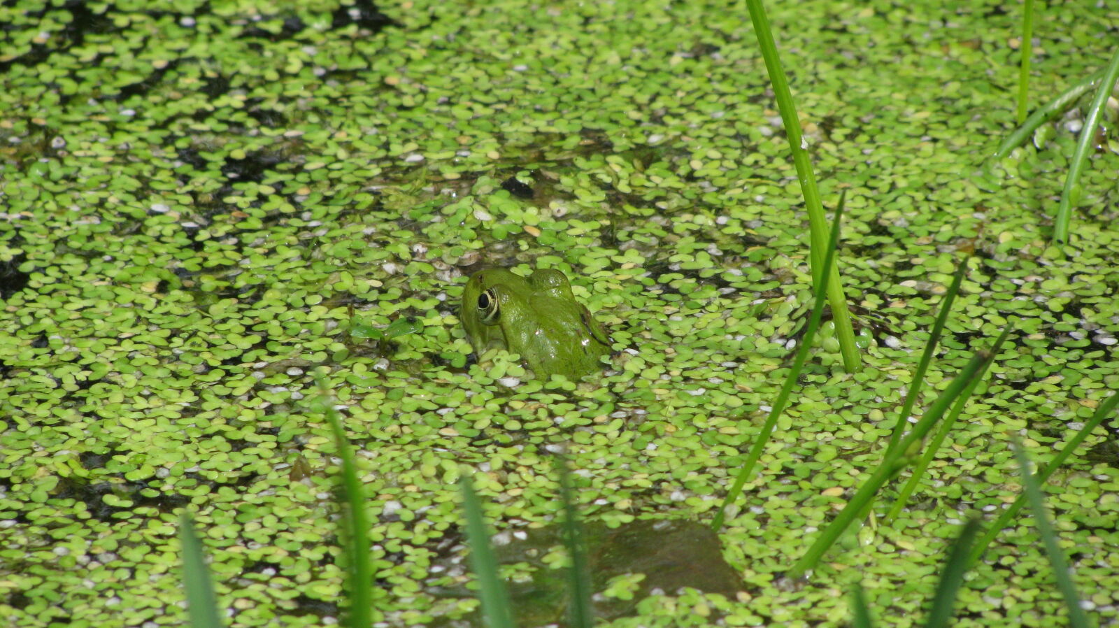 Canon POWERSHOT SX100 IS sample photo. Frog, green, lake, vegetation photography
