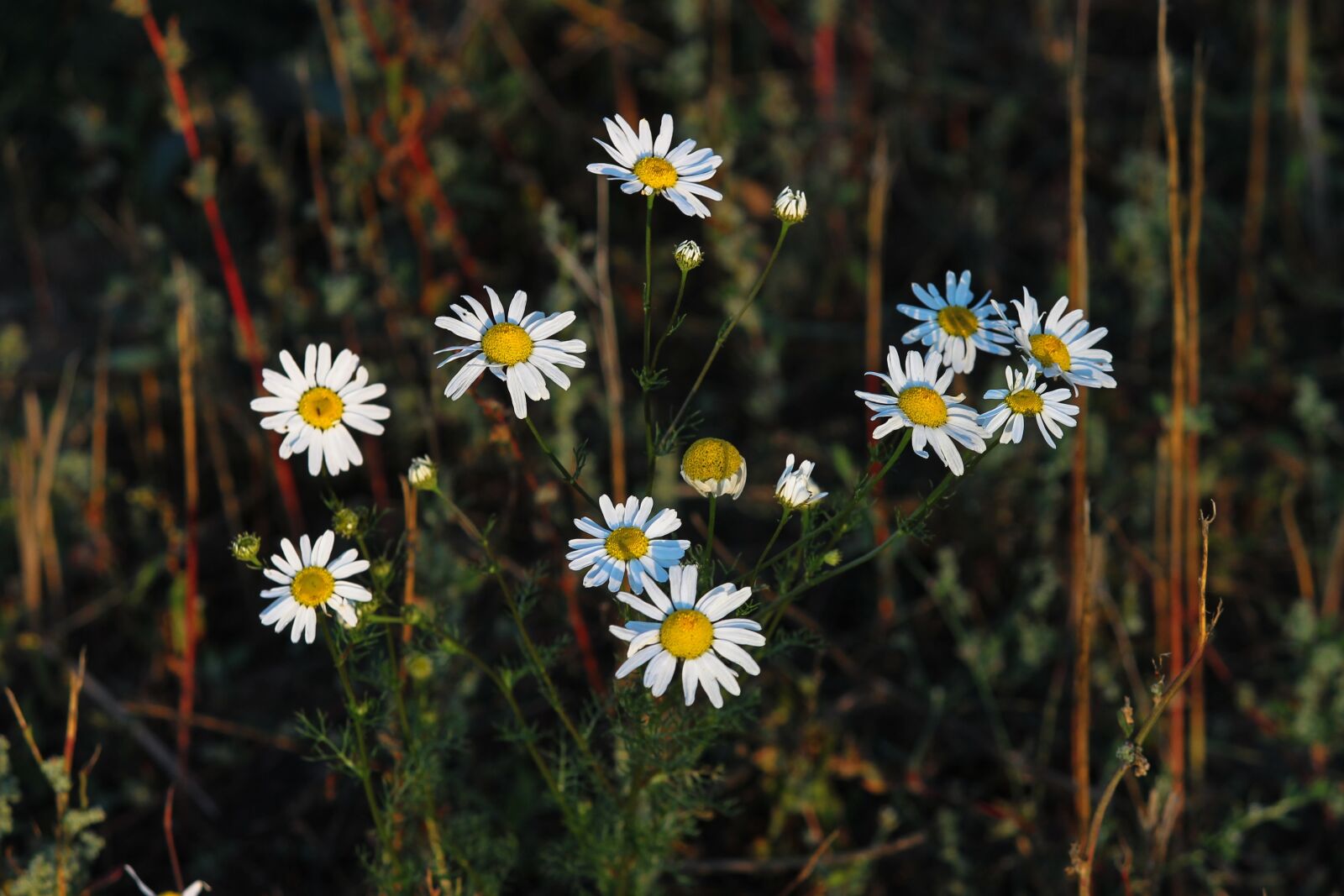 Canon EOS 1100D (EOS Rebel T3 / EOS Kiss X50) sample photo. Chamomile, arable-dog chamomile, anthemis photography