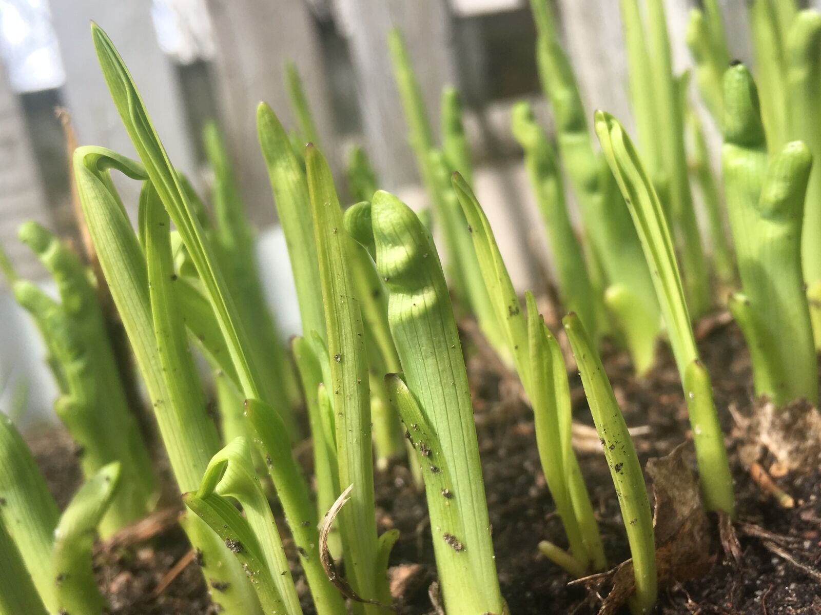 Apple iPhone 6s sample photo. Green, plant, closeup photography