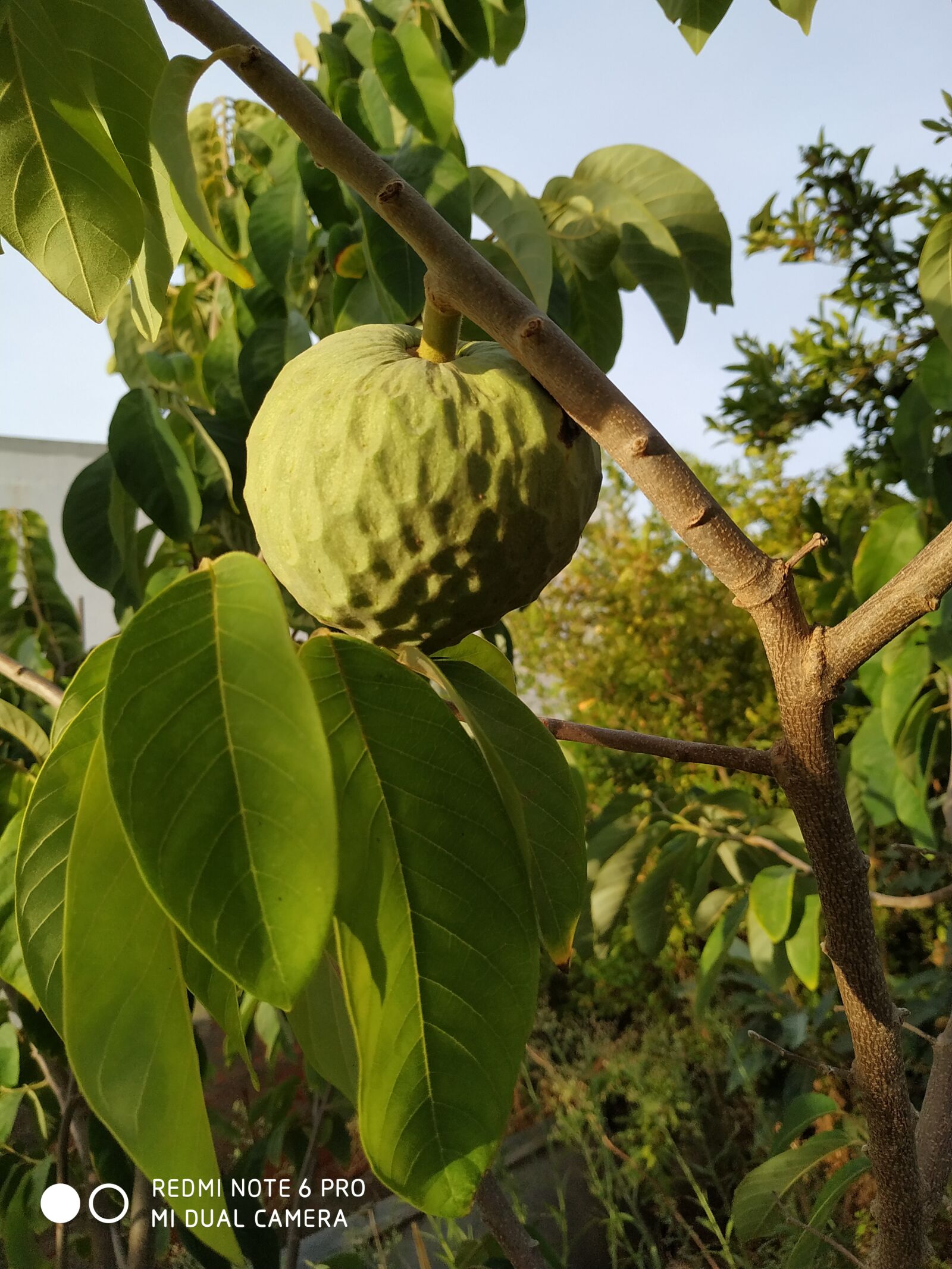 Xiaomi Redmi Note 6 Pro sample photo. Anona, fruit, tropical photography